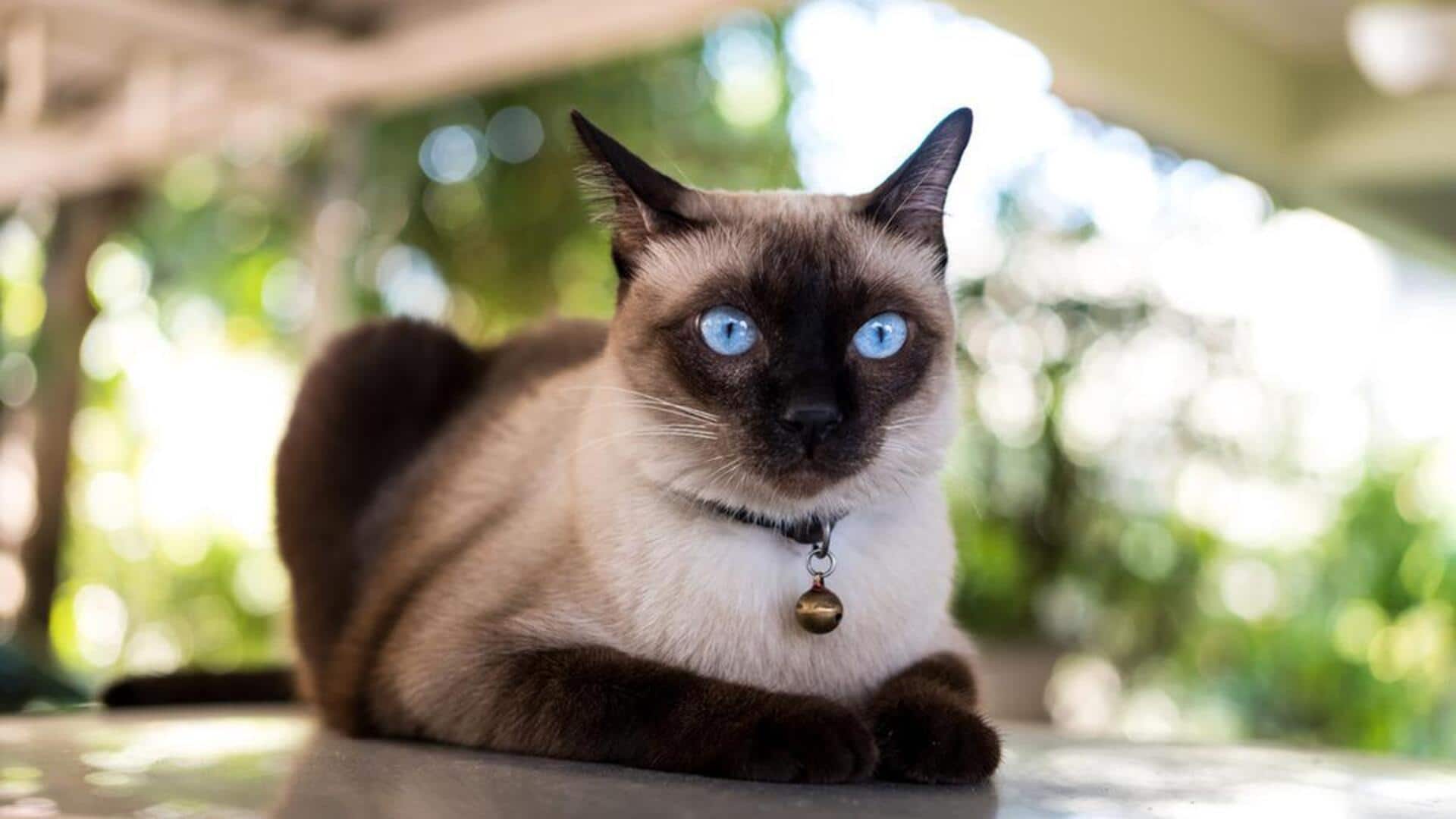 Sederet Ras Kucing yang Mudah Beradaptasi dengan Lingkungan Baru Sederet Ras Kucing yang Mudah Beradaptasi dengan Lingkungan Baru