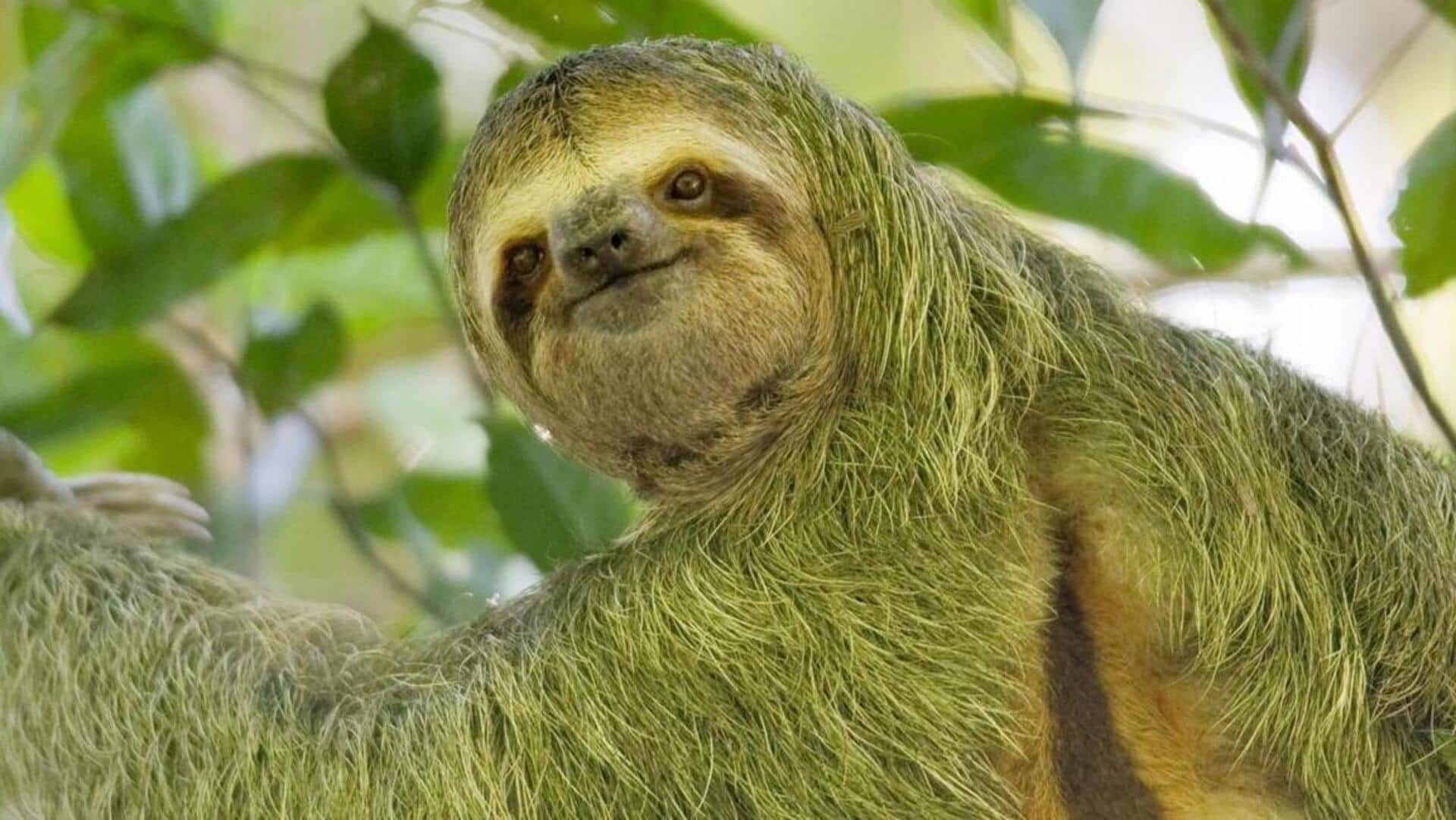 Mengungkap Keanekaragaman Hayati di Tubuh Kungkang