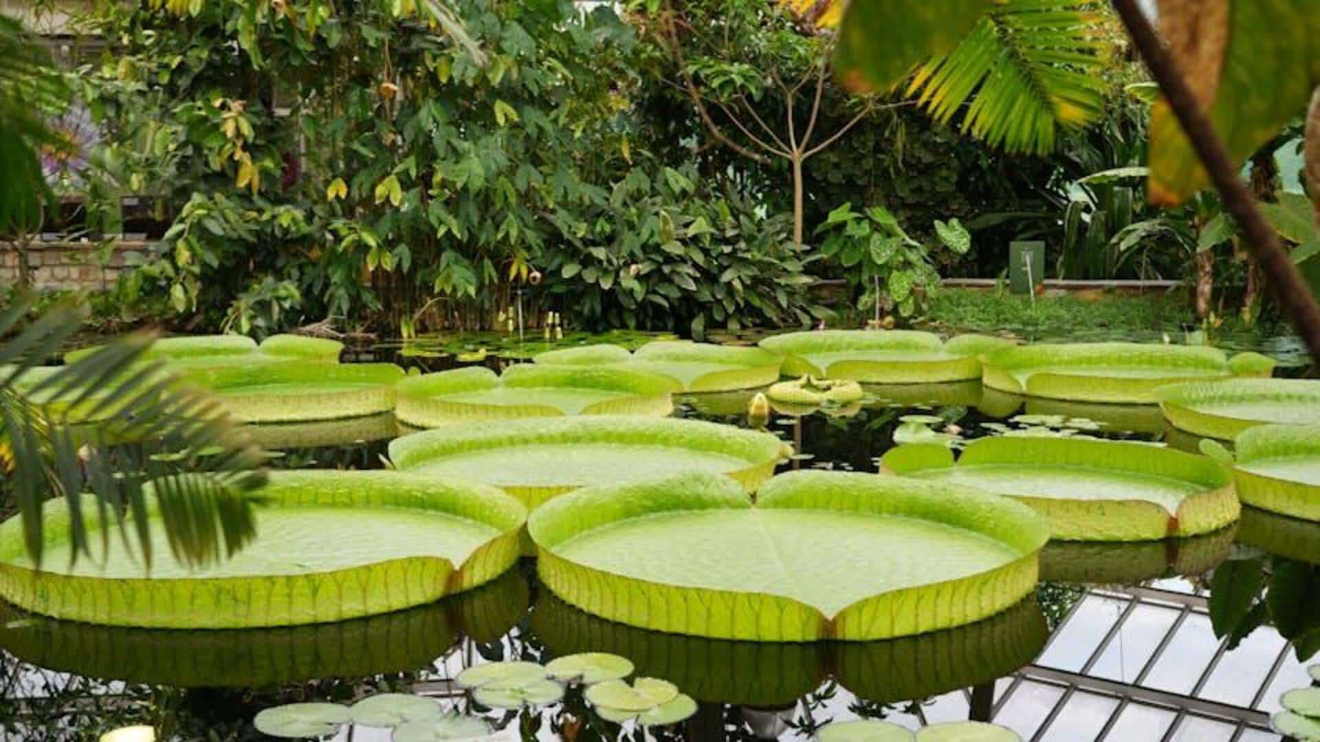 Tips Menanam Teratai Raksasa yang Luar Biasa