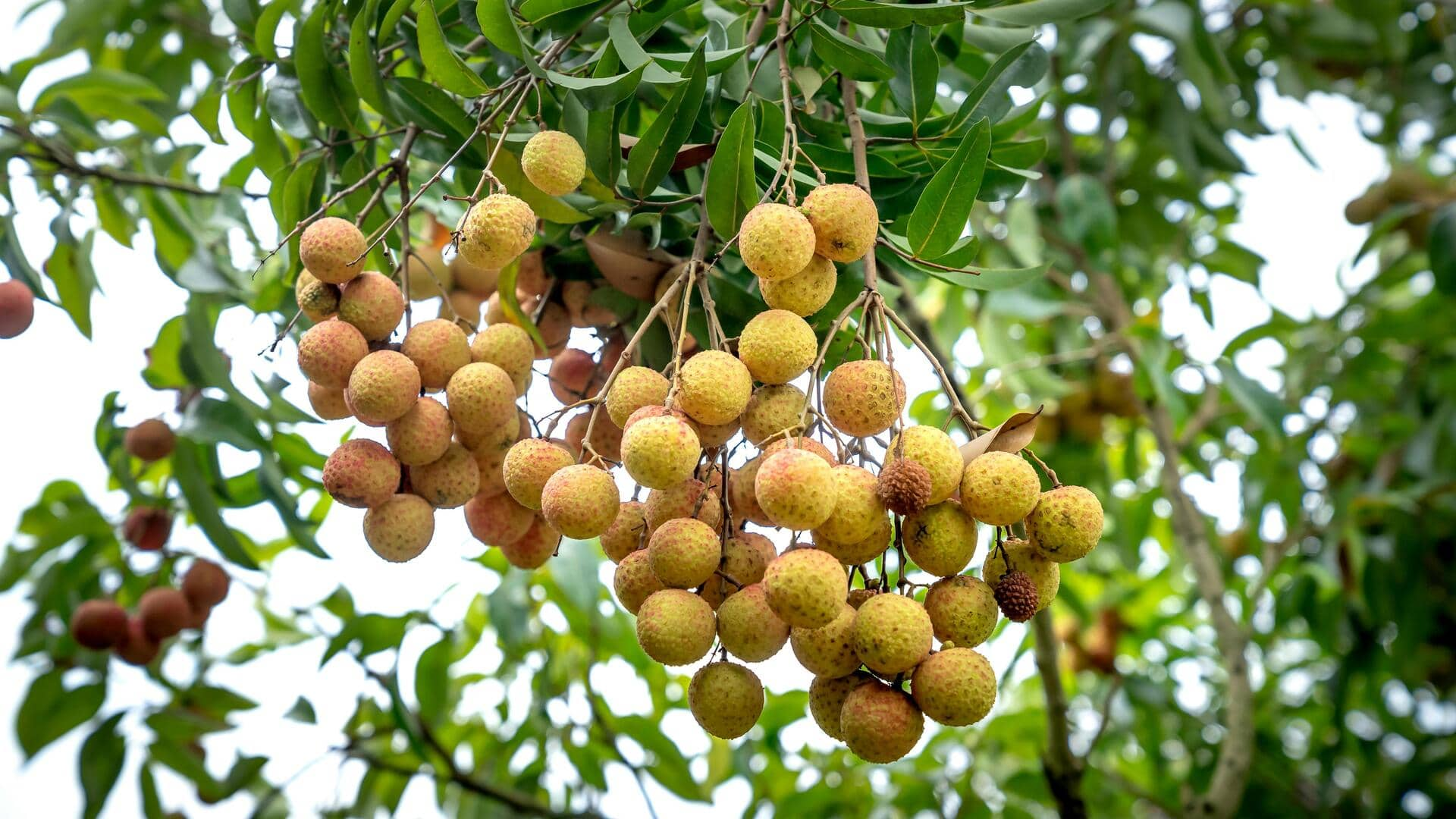 Resep Hidangan Penutup Longan yang Kaya Serat