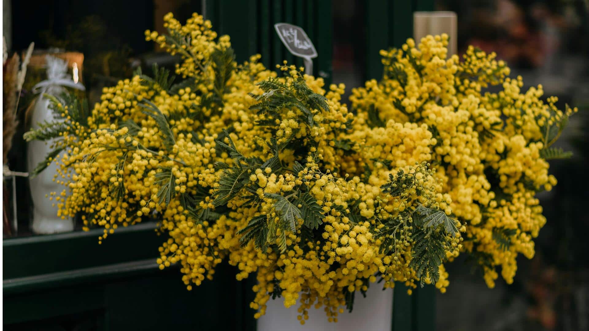 Manfaat Rahasia Menanam Mimosa di Taman Anda