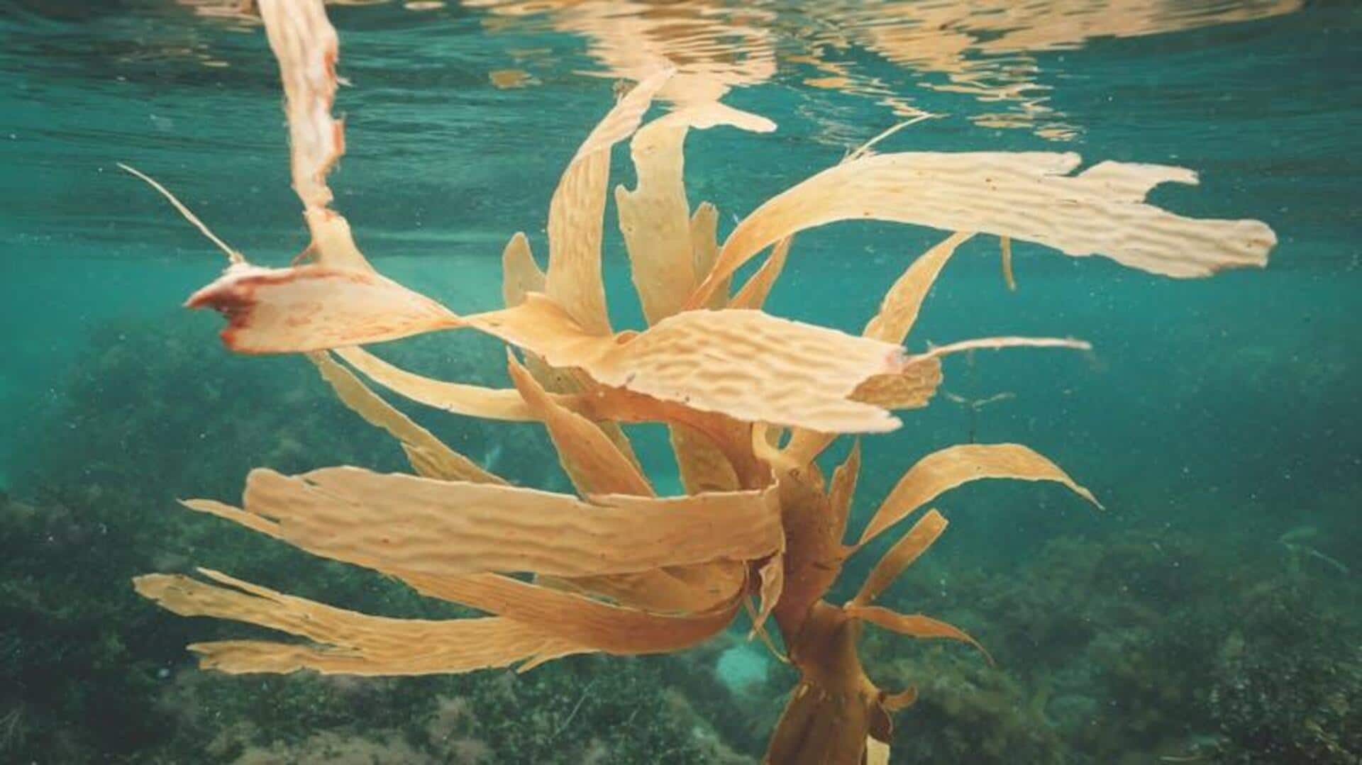 Alga Laut: Solusi Tak Terduga untuk Mengurangi CO2