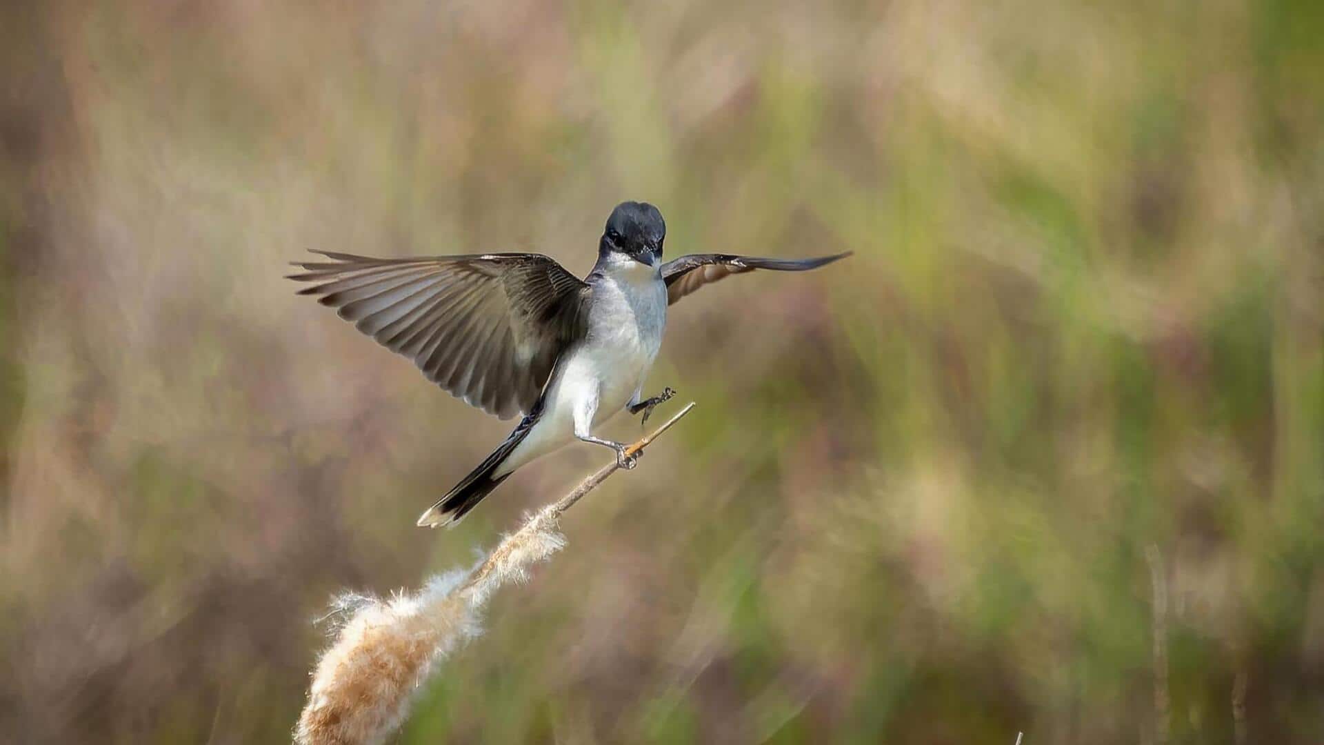 Memahami Keunikan Tarian Burung Kingbird Jantan untuk Memikat Lawan Jenis