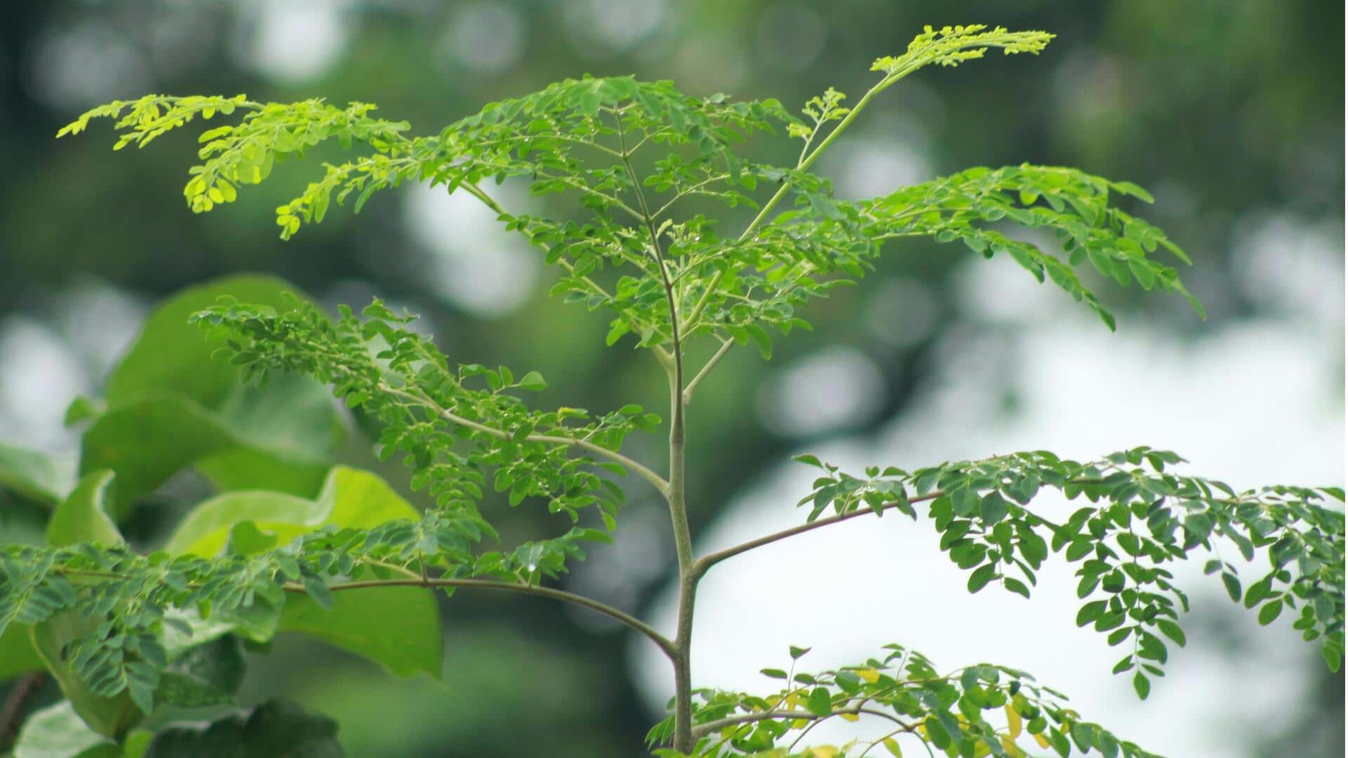 Energi Hijau Tak Terduga: Biopower Berbasis Moringa