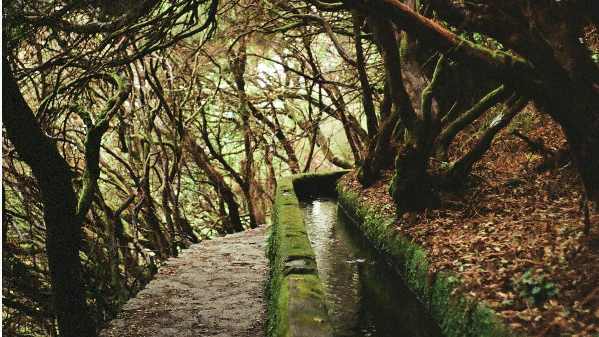 Jelajahi Keindahan Levada di Madeira, Portugal