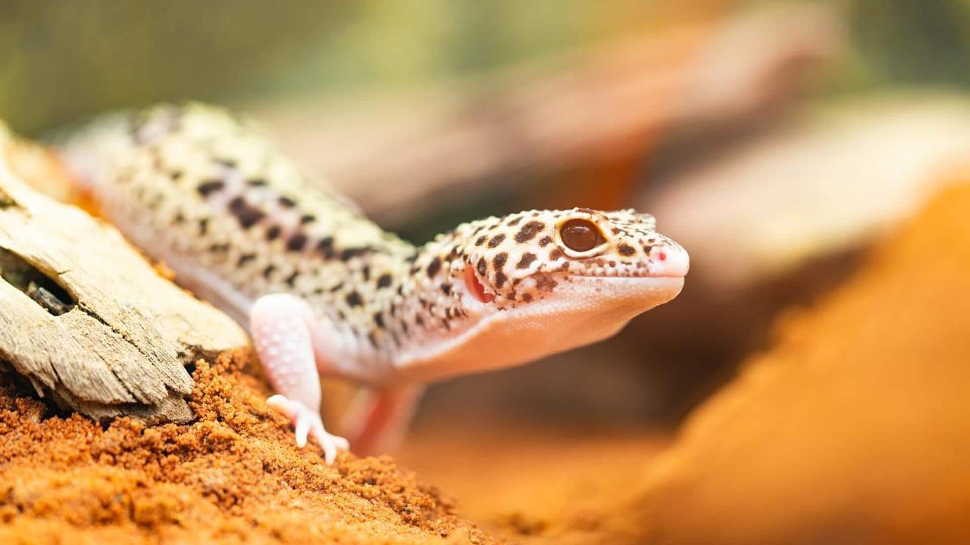 Fakta menarik tentang tokek yang perlu Anda tahu Fakta menarik tentang tokek yang perlu Anda tahu