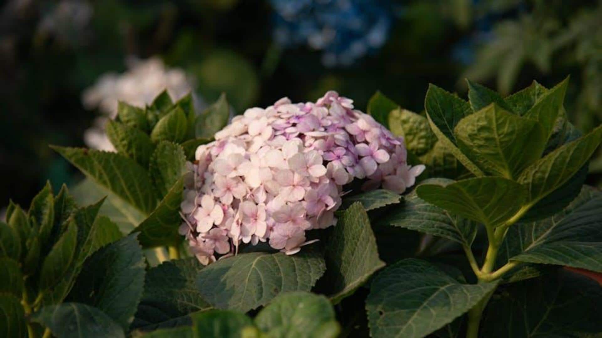 Lima Tips Menanam Bokor agar Tumbuh Subur