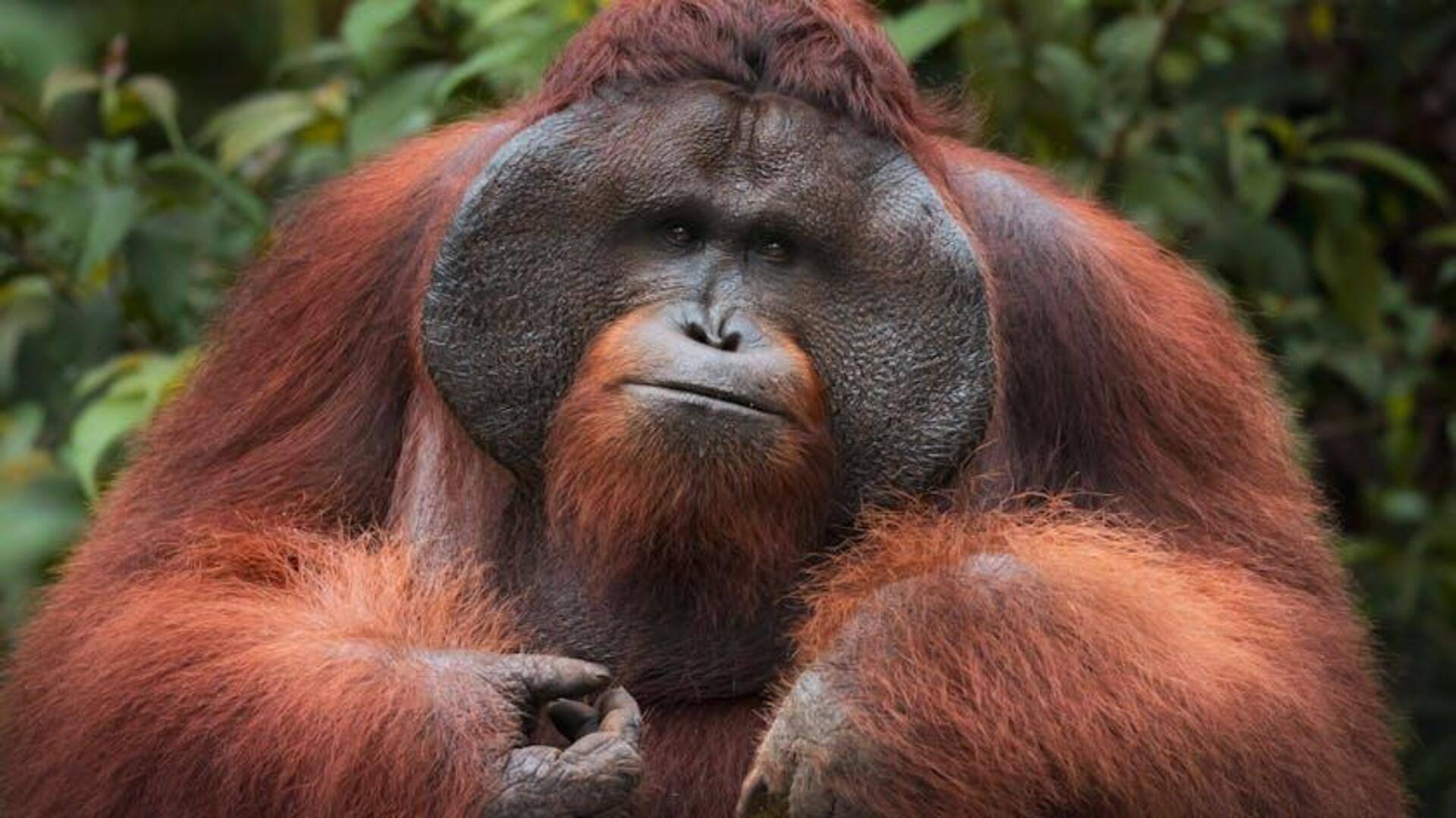 Menjelajahi Habitat Orangutan di Sumatra Menjelajahi Habitat Orangutan di Sumatra