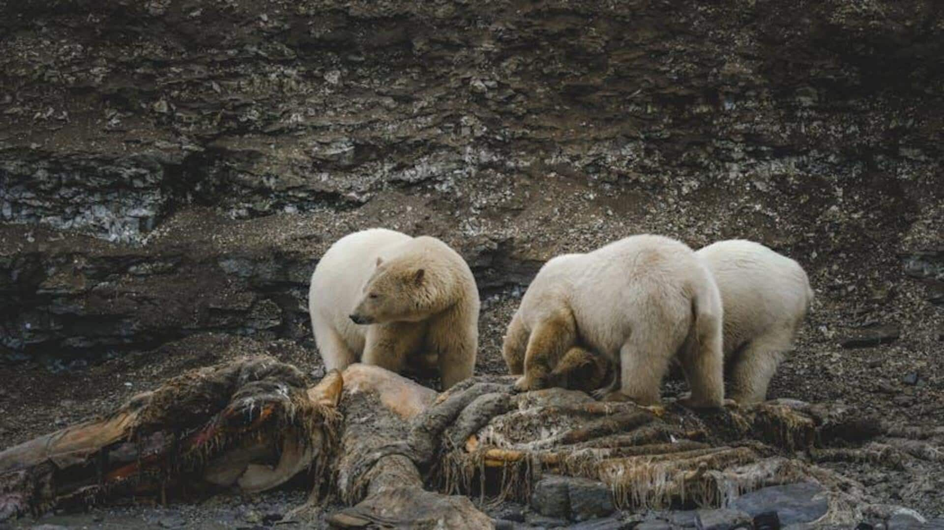 Menjelajahi Desa Tradisional Inuit di Nunavut, Kanada