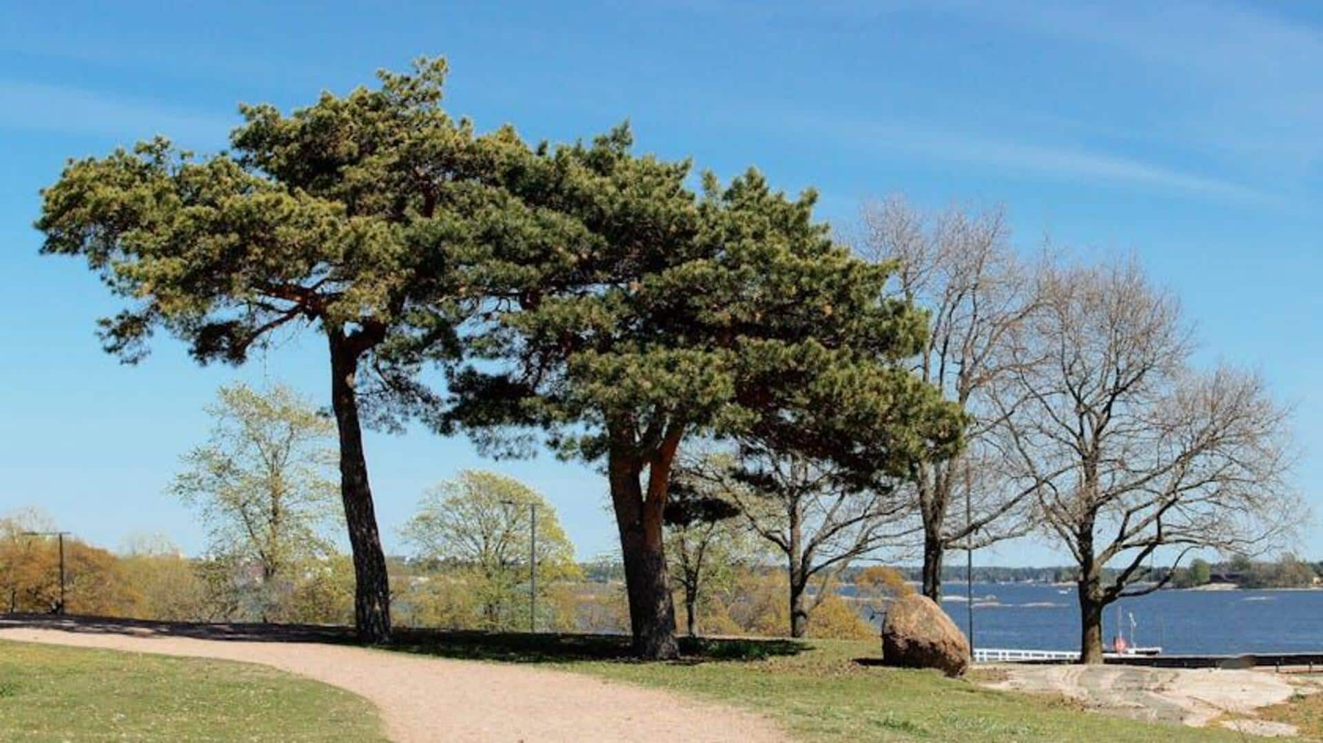 Menikmati Lima Jalur Promenade Tepi Laut Helsinki yang Unik