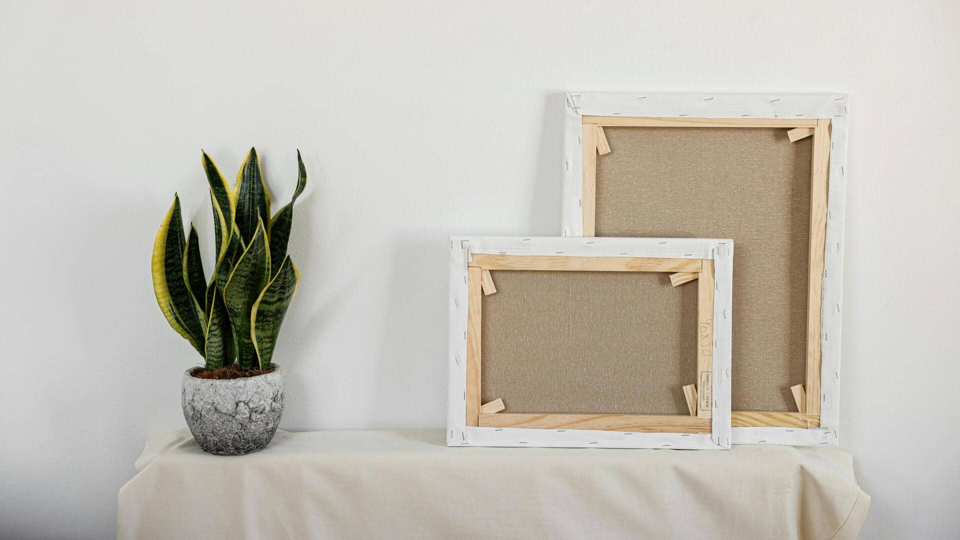 Lima Tanaman Hias untuk Mengatur Kelembapan Dalam Ruangan