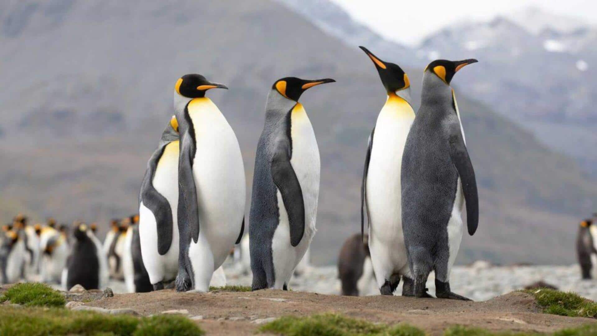 Lima Spesies Penguin yang Berkembang Pesat di Luar Es Antartika