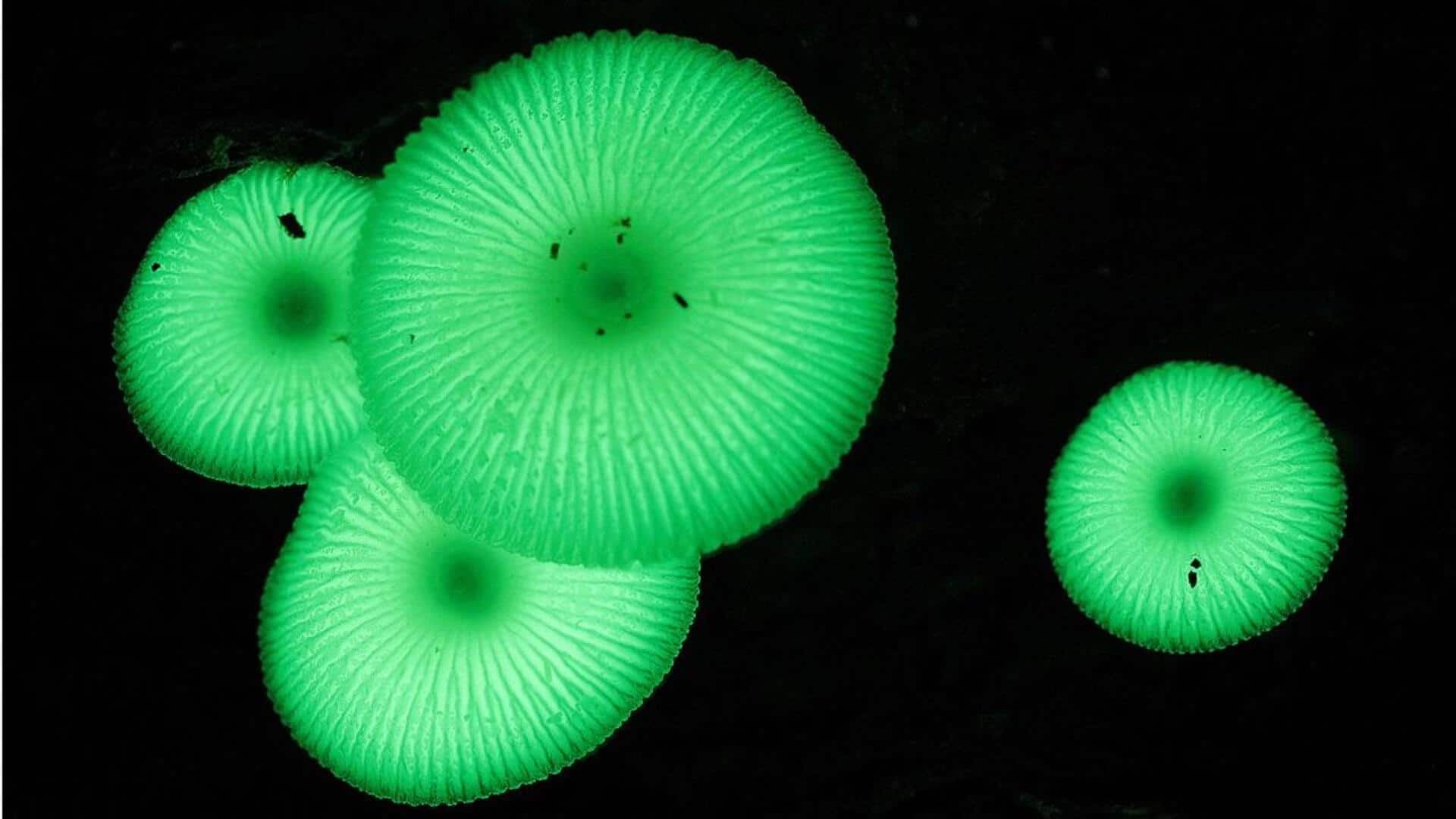 Tanaman yang Bersinar dalam Gelap