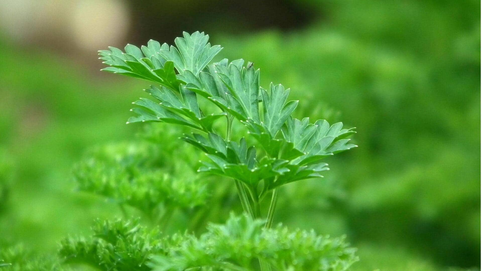 Manfaat Botani dan Tips Berkebun Peterseli