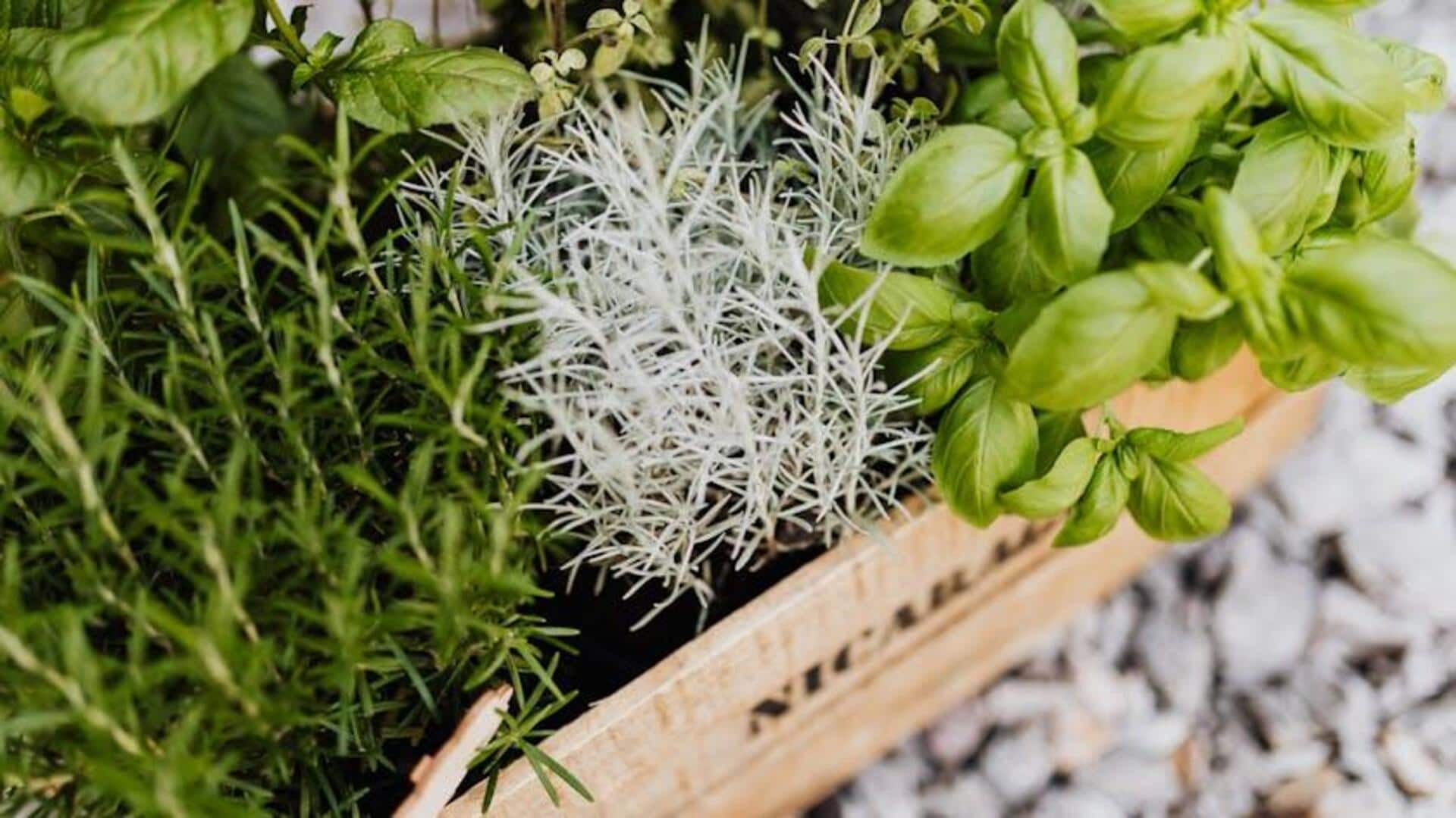 Menanam Herbal Aromatik di Balkon Anda