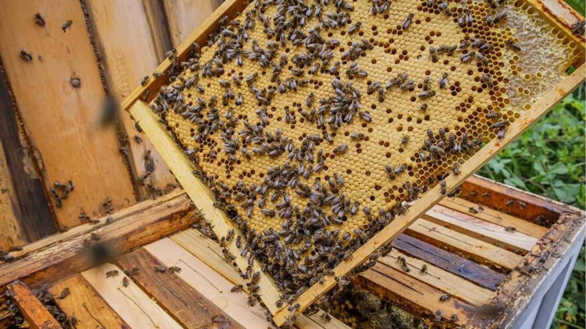 Pakar mengungkap bagaimana beternak lebah berdampak positif pada lingkungan kita