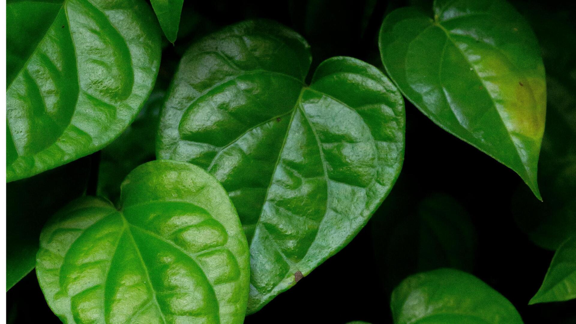 Lima Langkah Mudah Menanam Sirih di Rumah