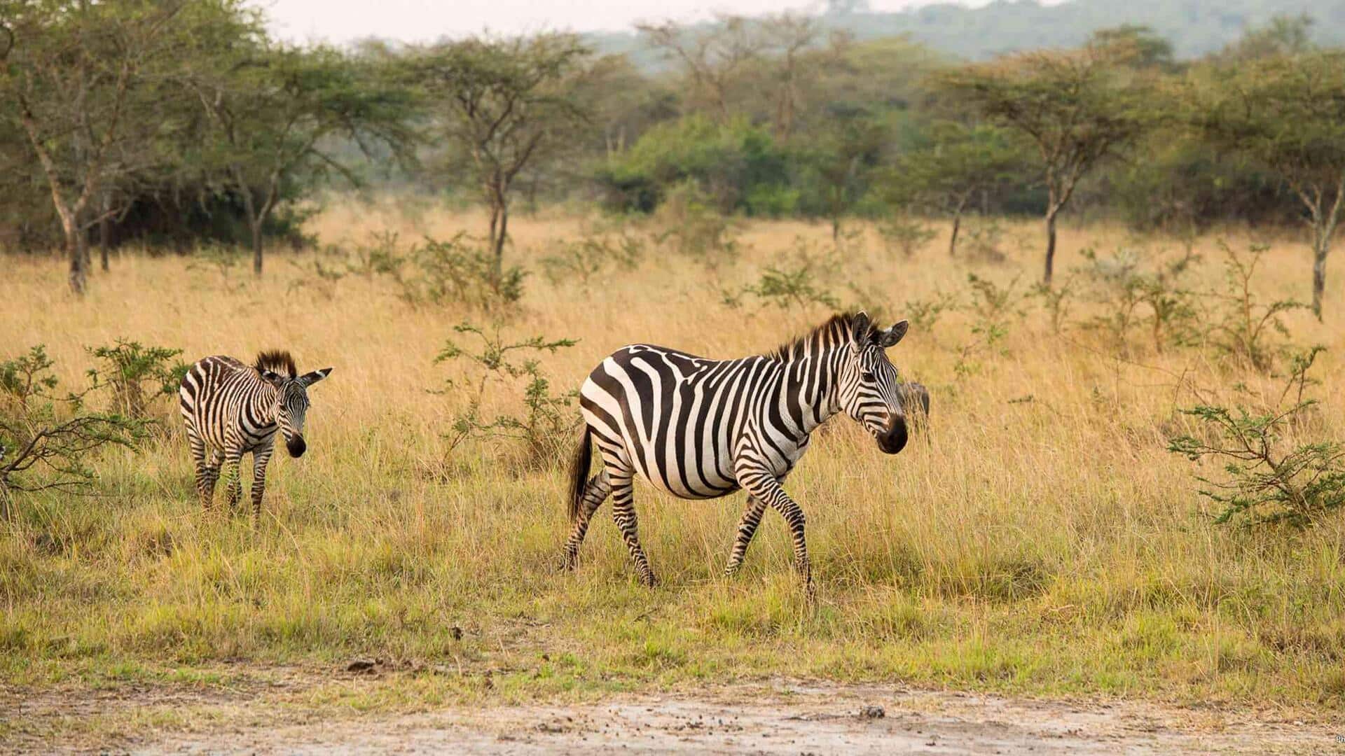 Pola Garis Zebra: Tujuan Evolusi dan Interaksi Sosial