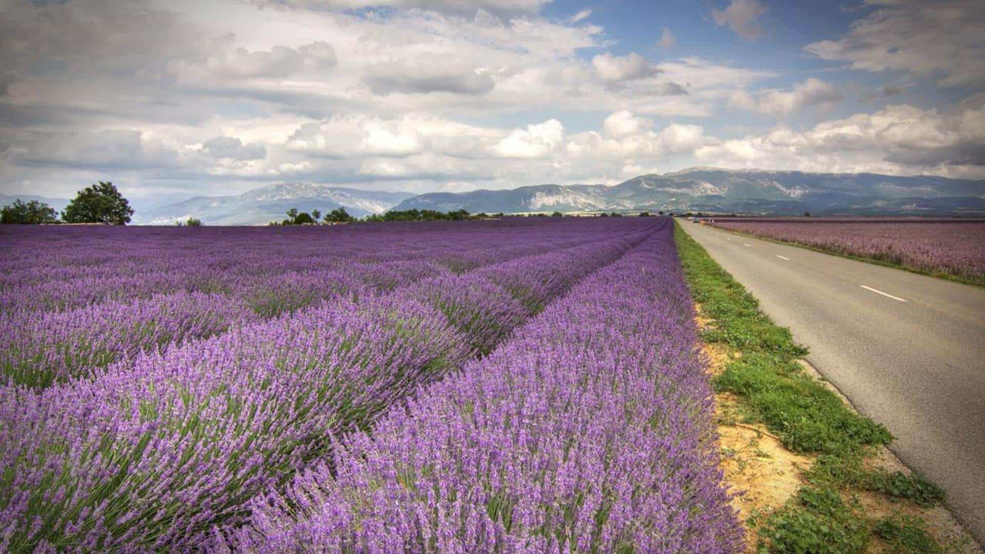 Menjelajahi Keindahan Ladang Lavender di Provence, Prancis