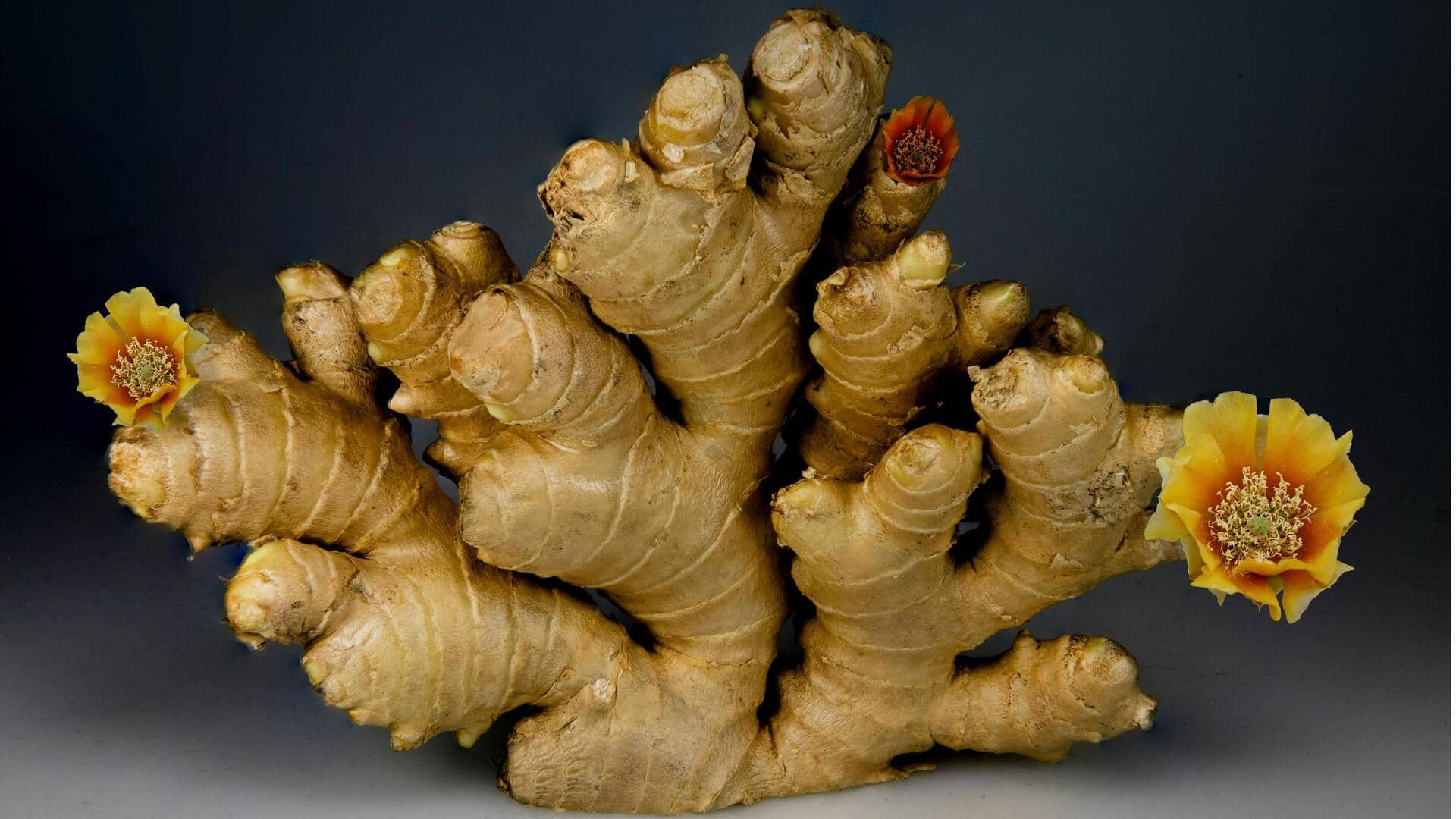 Lima Herbal Akar Aromatik yang Mudah Ditanam di Indonesia