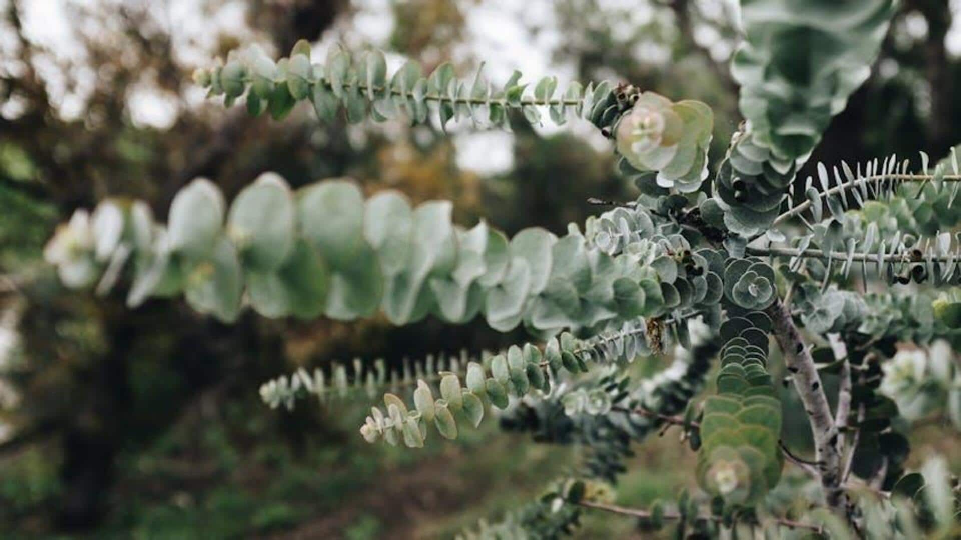 Keajaiban Eukaliptus: Lima Rahasia Budidaya yang tidak Biasa