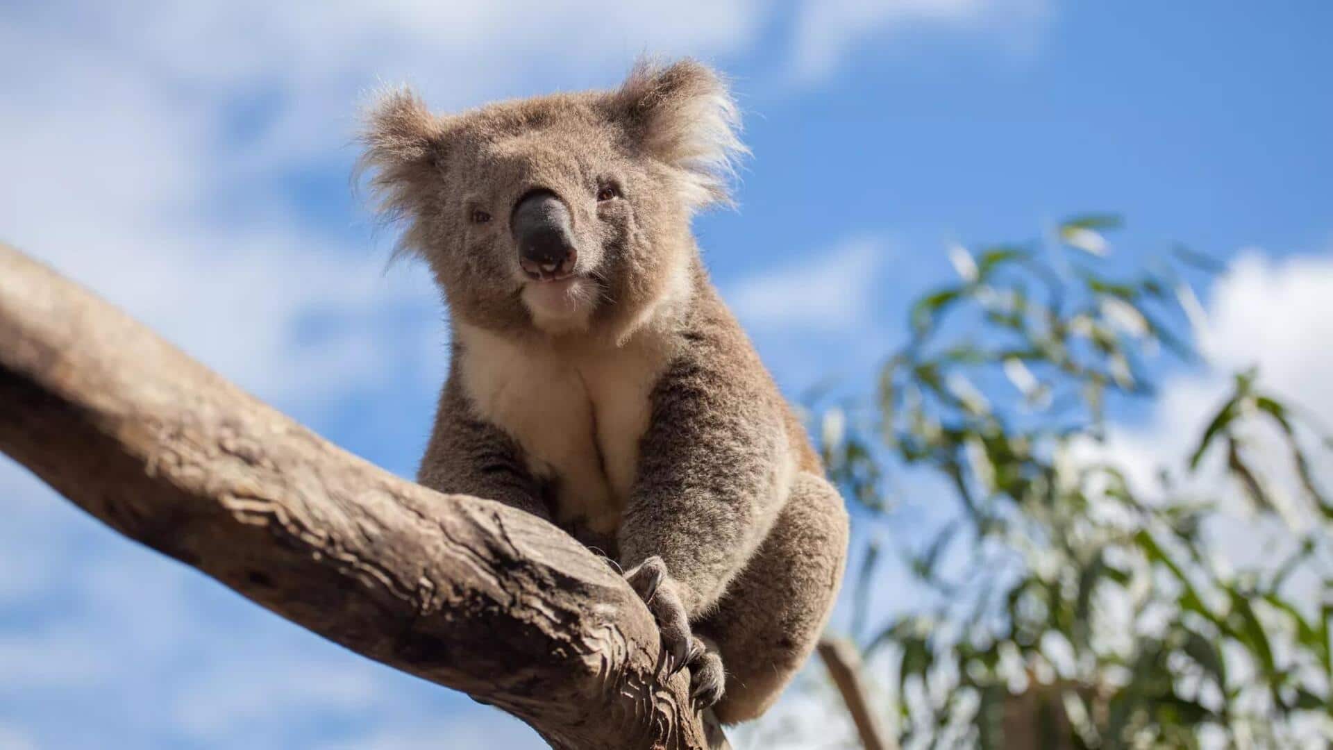Komunikasi Koala: Cara Mereka 'Berbicara' Tanpa Kata Komunikasi Koala: Cara Mereka 'Berbicara' Tanpa Kata