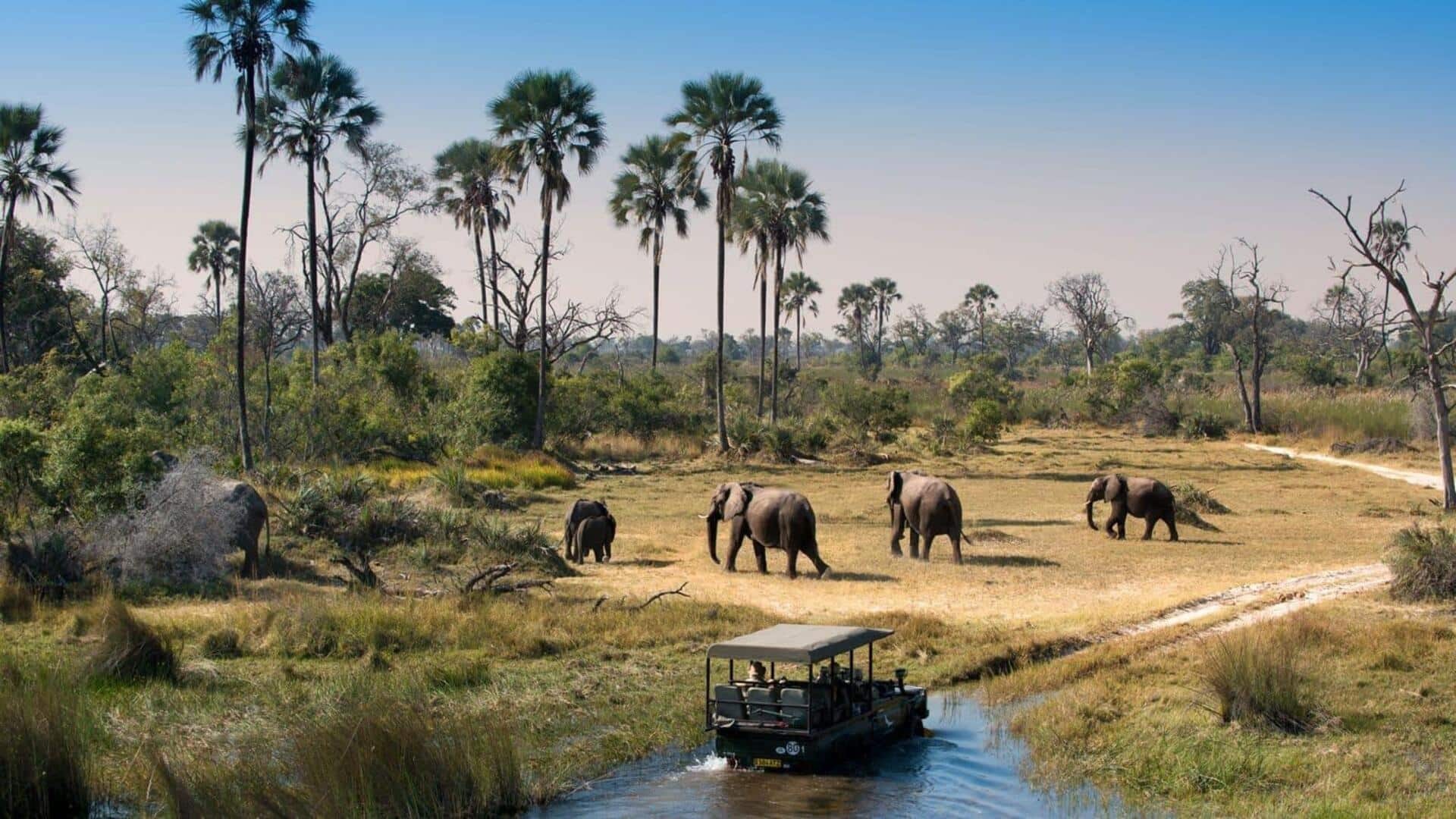 Mengungkap safari satwa liar yang megah di Botswana: Hal-hal yang dapat dilakukan