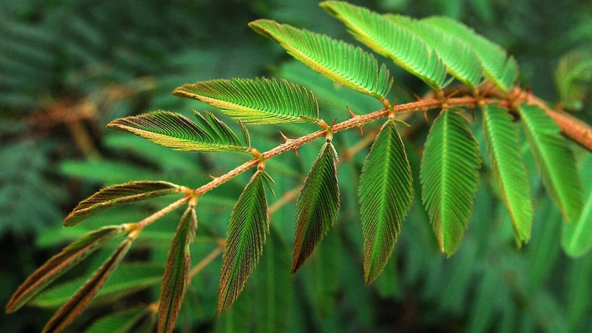 Reaksi Daun Mimosa yang Menakjubkan Reaksi Daun Mimosa yang Menakjubkan