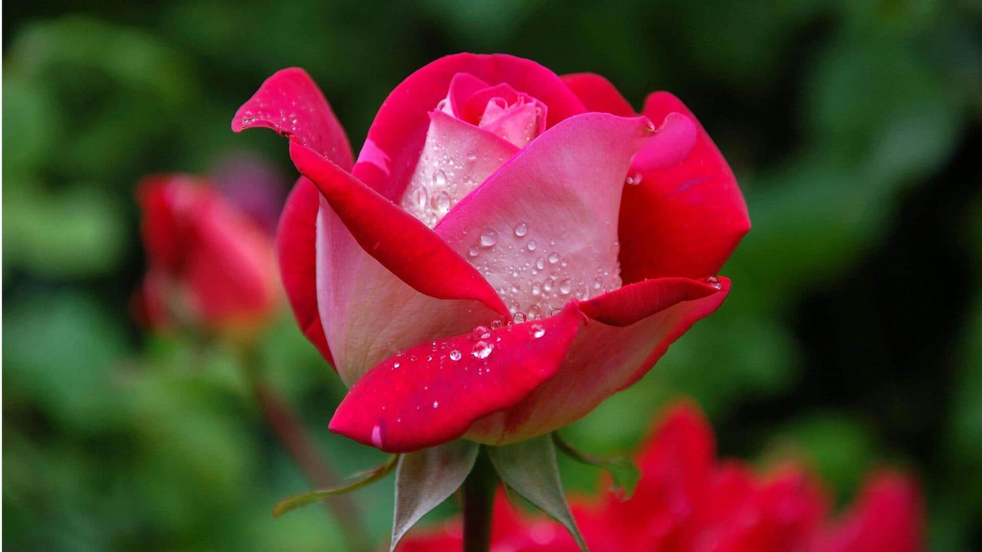 Menumbuhkan Mawar dari Buket Bekas di Rumah