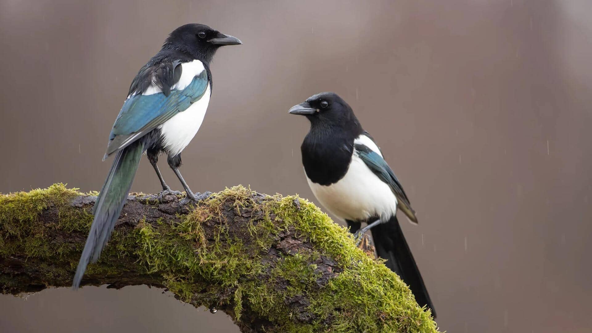 Misteri Vokalisasi Burung Murai: Memahami Bahasa Rahasia Mereka