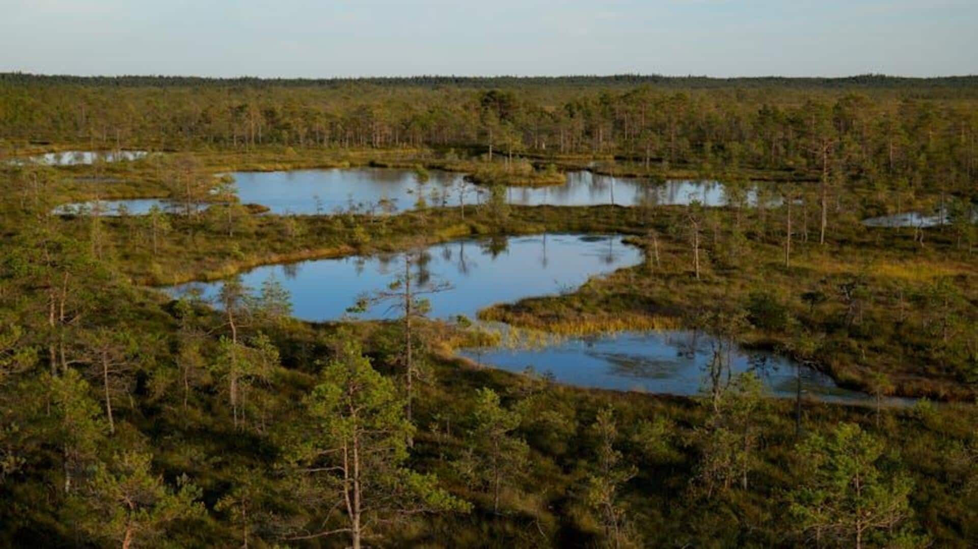 Peran Tak Terduga Rawa Gambut dalam Mengatasi Perubahan Iklim