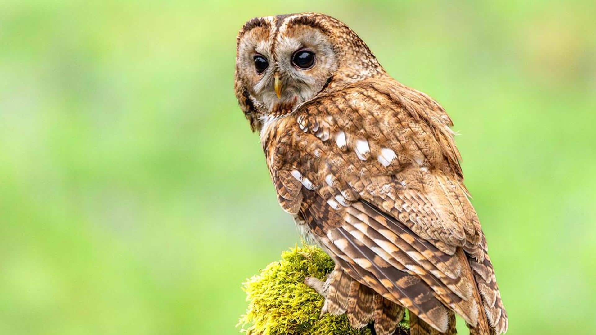 Rahasia di Balik Suara-Suara Unik Burung Hantu