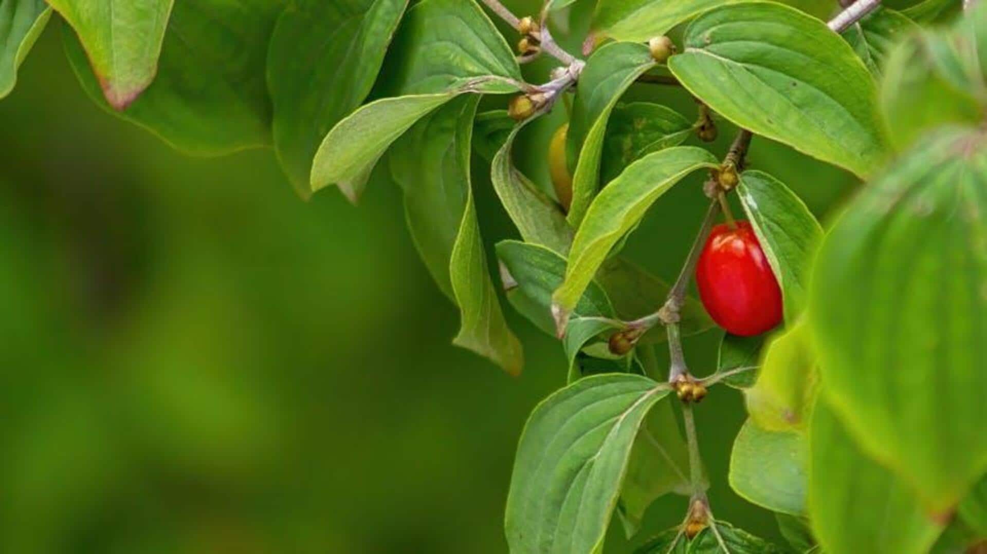 Lima Pasangan Tumbuhan Mengejutkan untuk Kebun Kecil