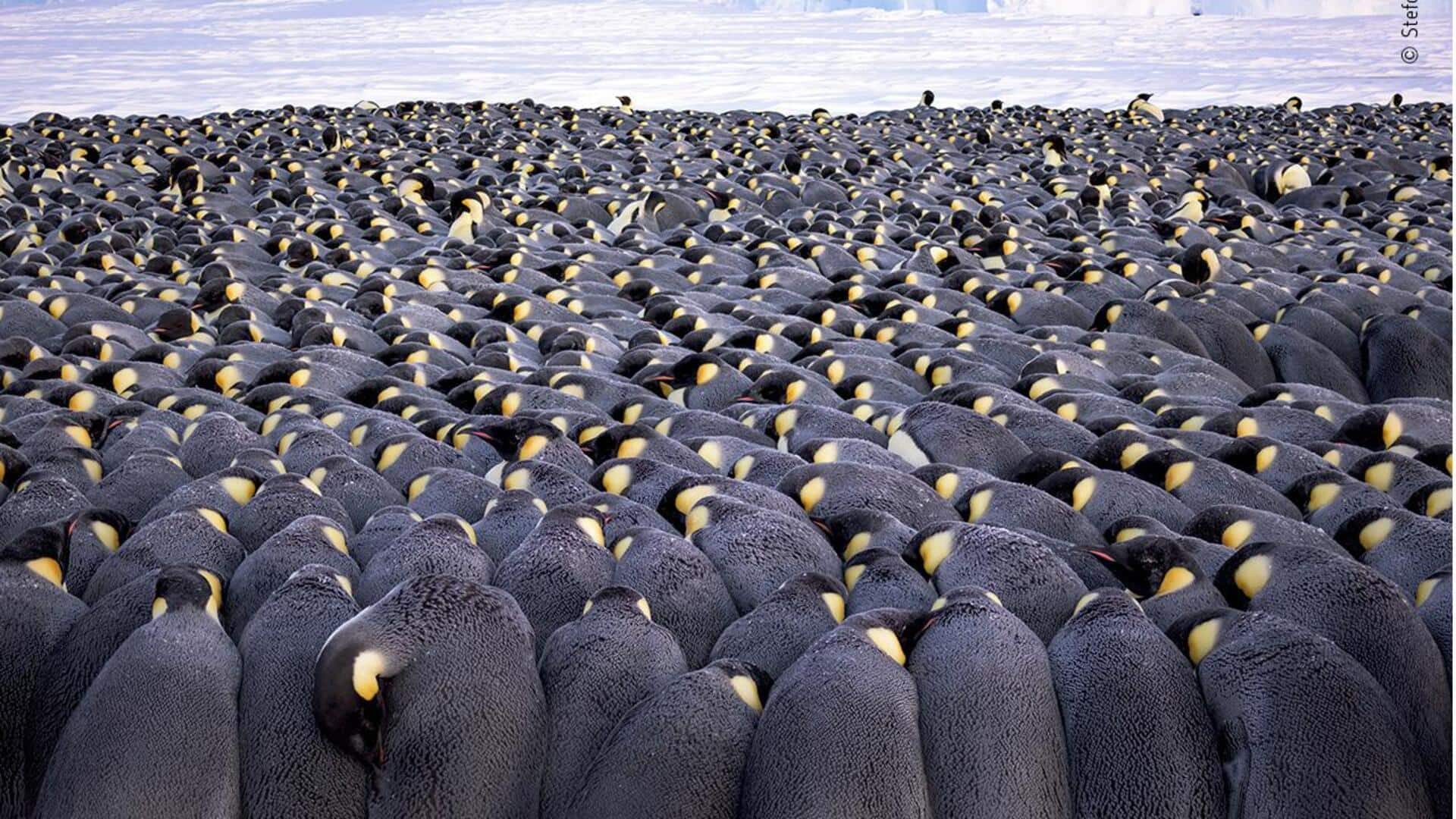 Bertahan Hidup di Lingkungan Dingin Antartika: Kebiasaan Huddle Penguin