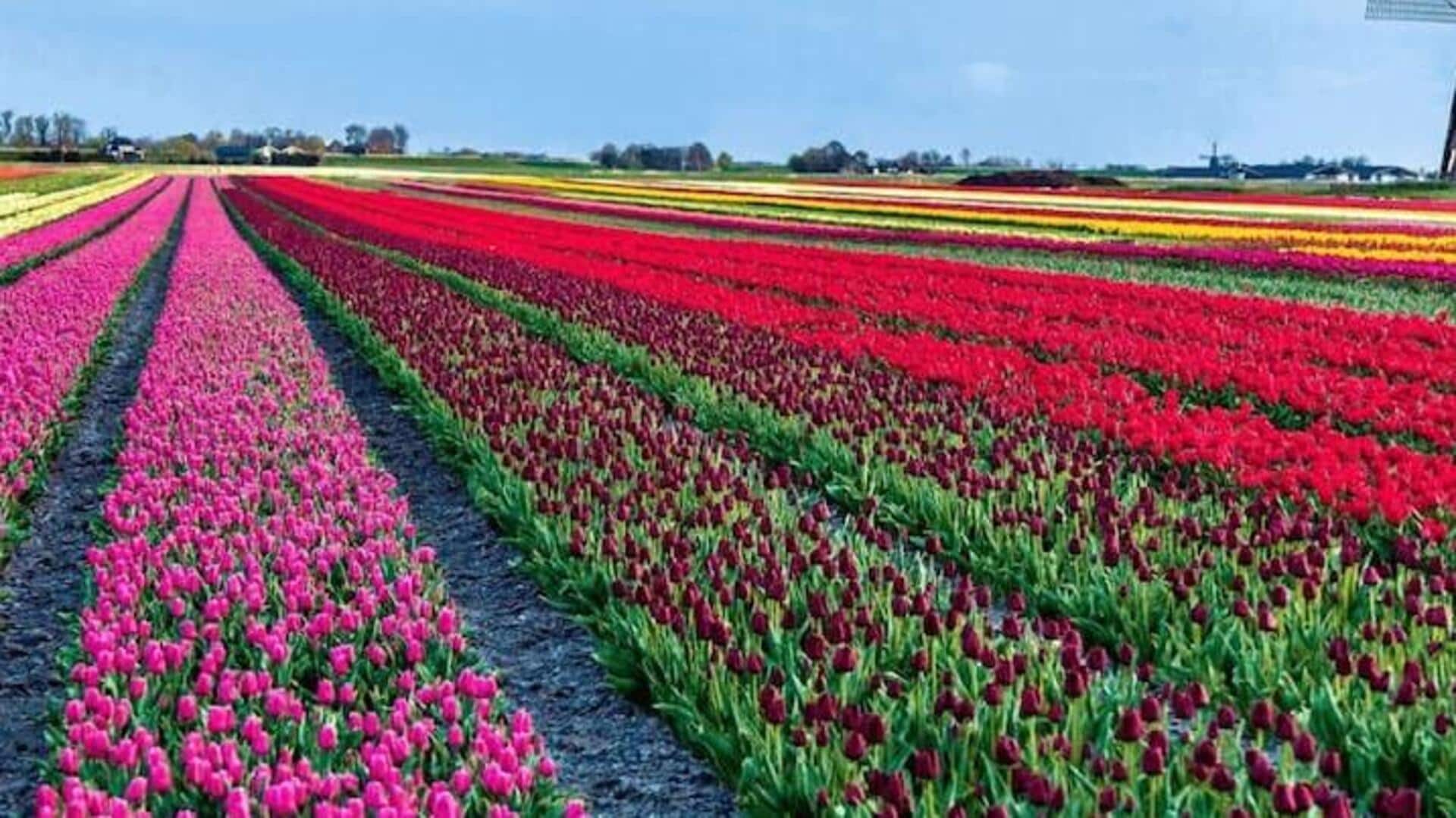 Musim Tulip: Saksikan Kemegahan Musim Semi Di Belanda