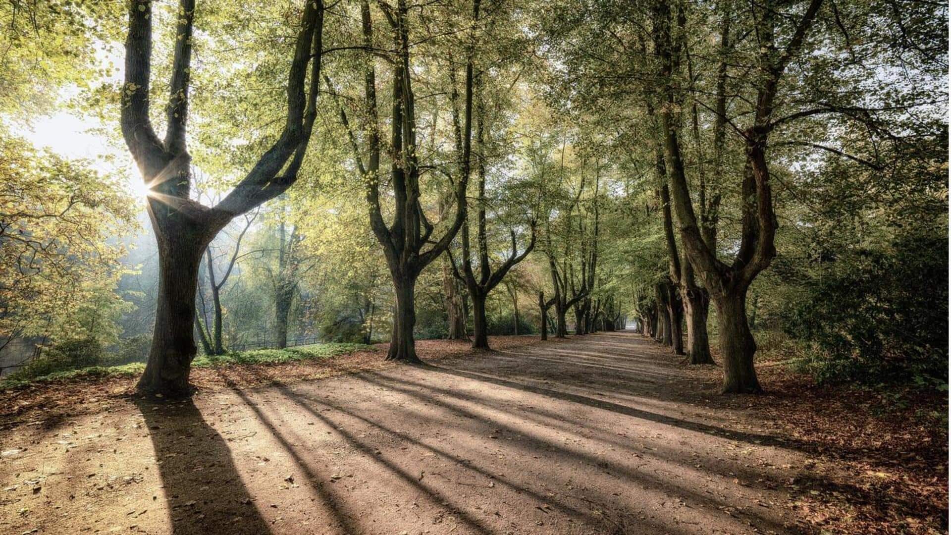 Menguasai Fotografi Bayangan: Tips untuk Pemula