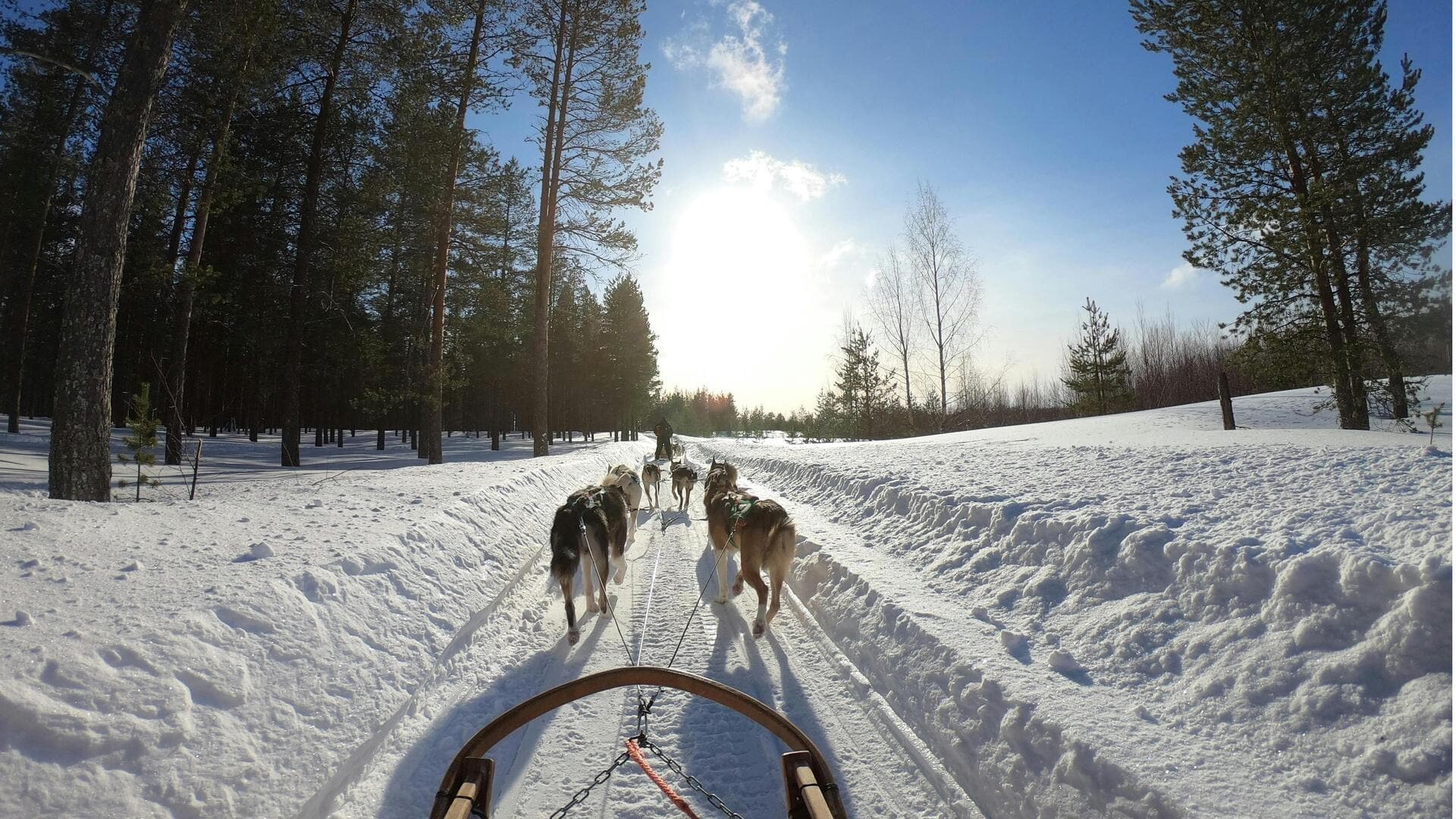 Menjelajahi Lanskap Salju Lapland Finlandia dan Safari Husky