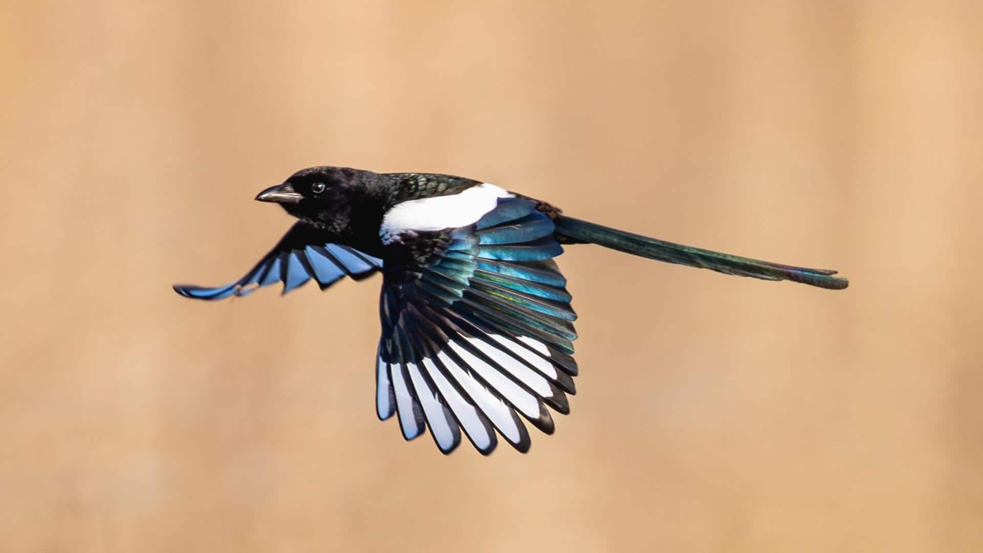 Mengungkap Lima Perilaku Unik dari Burung Magpie 