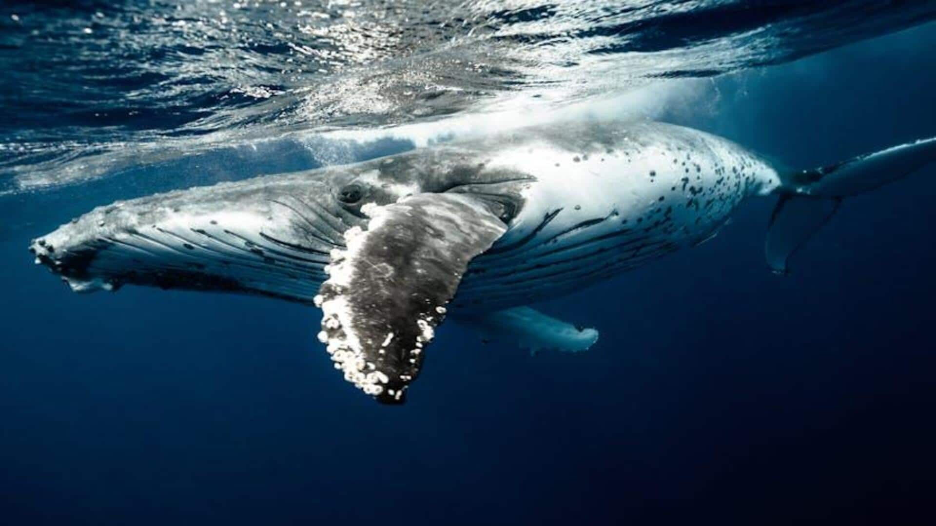 Ekspedisi Gunung Berapi Bawah Laut di Tonga