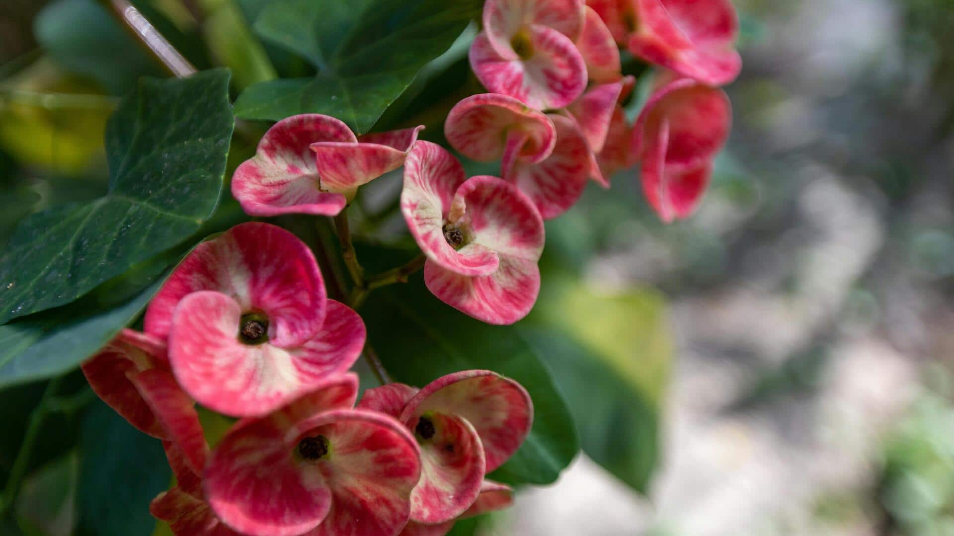 Cara Menanam Kaktus Mahkota Duri yang Cerah di Balkon Anda