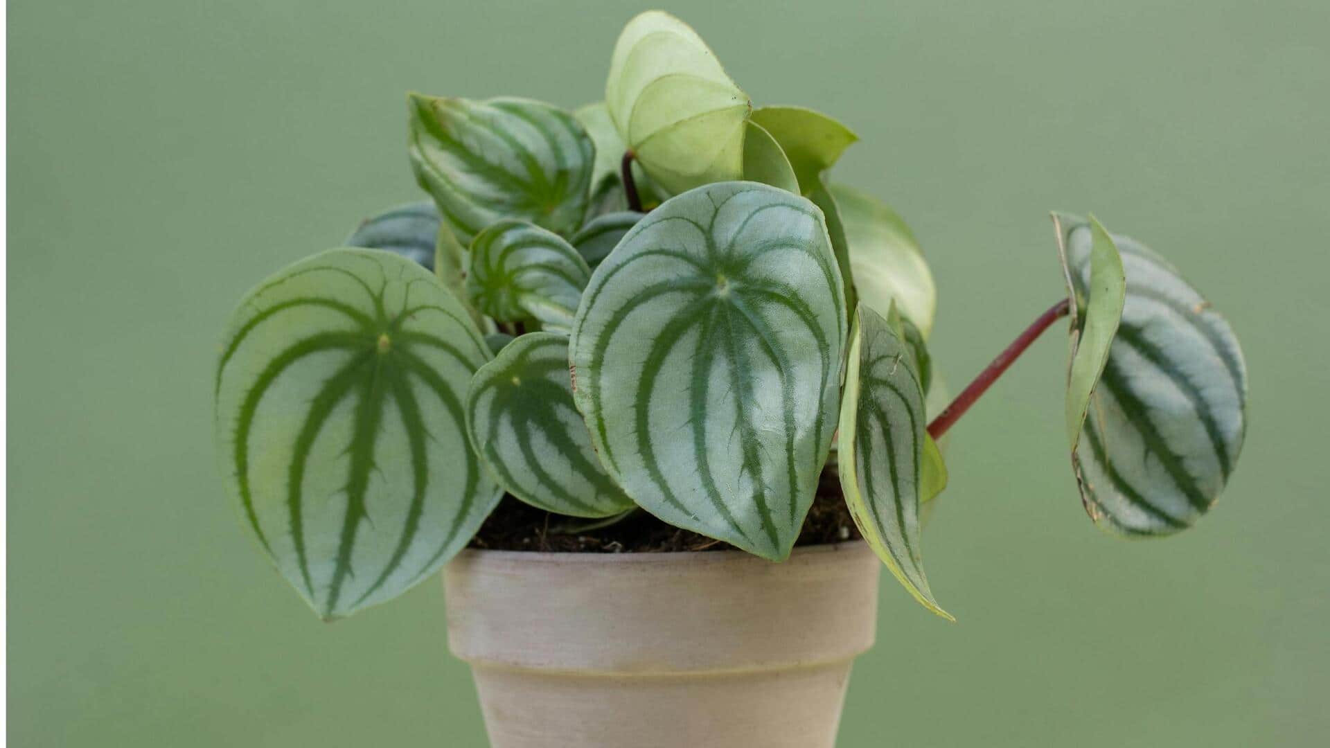 Cara Mudah Memperbanyak Peperomia dengan Air