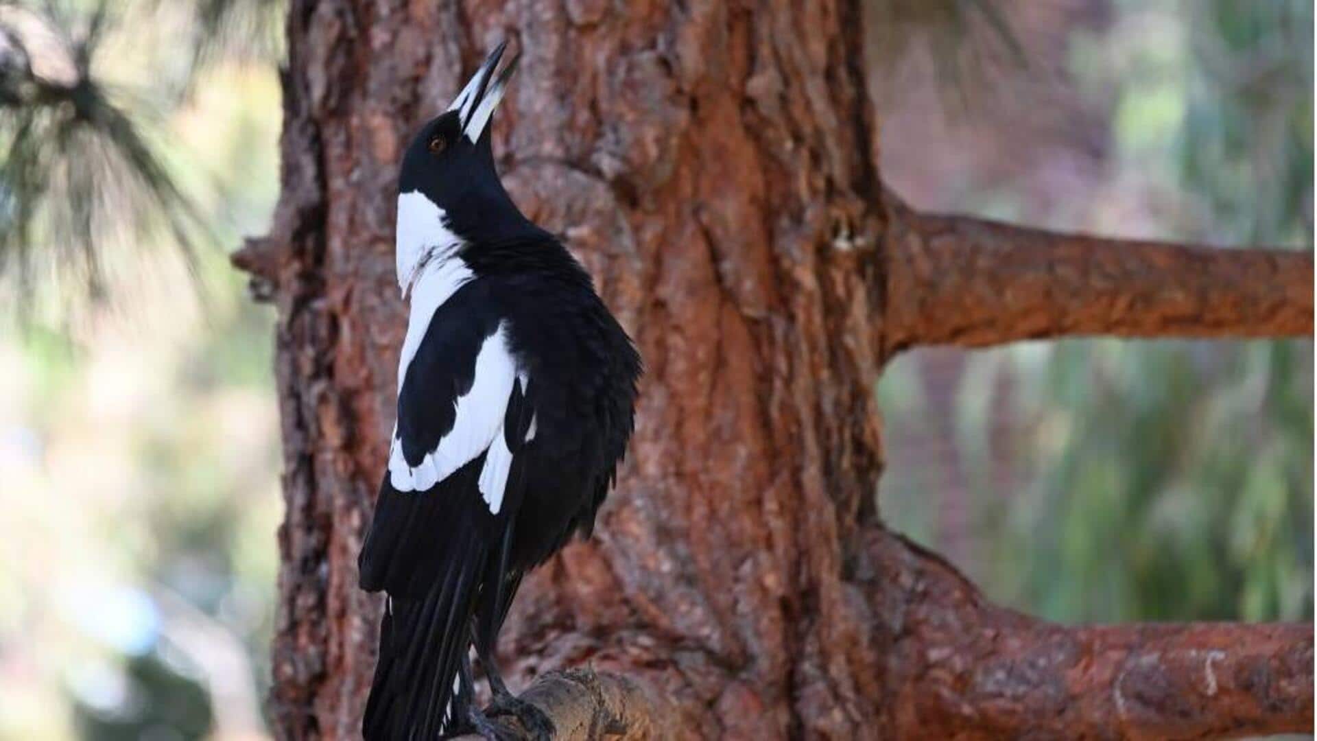 Peran Penting Mimikri Suara Burung Magpie dalam Ekosistem