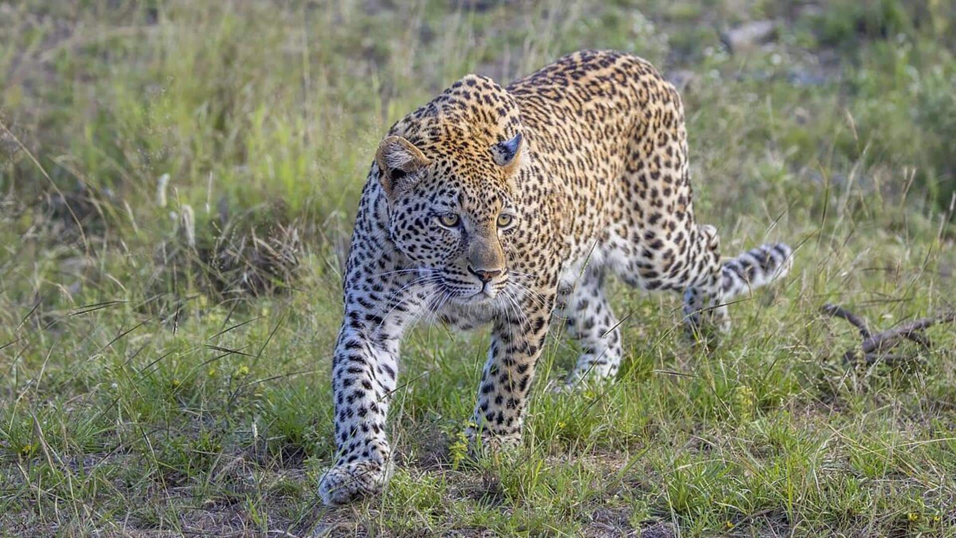 Hubungan Simbiosis Macan Tutul dengan Hewan Hutan Lainnya