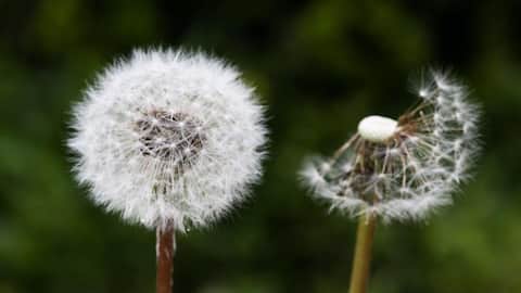 Lima Manfaat Tak Terduga Dandelion dalam Berkebun