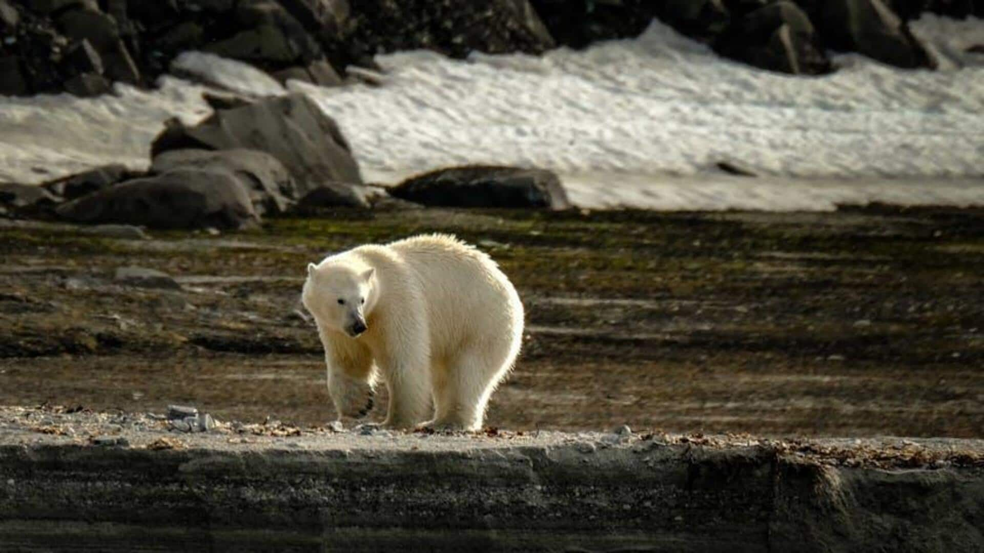 Menjelajahi Gletser dan Beruang Kutub di Svalbard, Norwegia