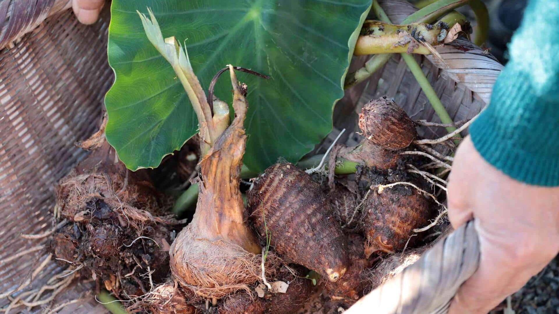 Menjelajahi Rasa Unik dari Umbi Keladi dalam Lima Hidangan Lezat