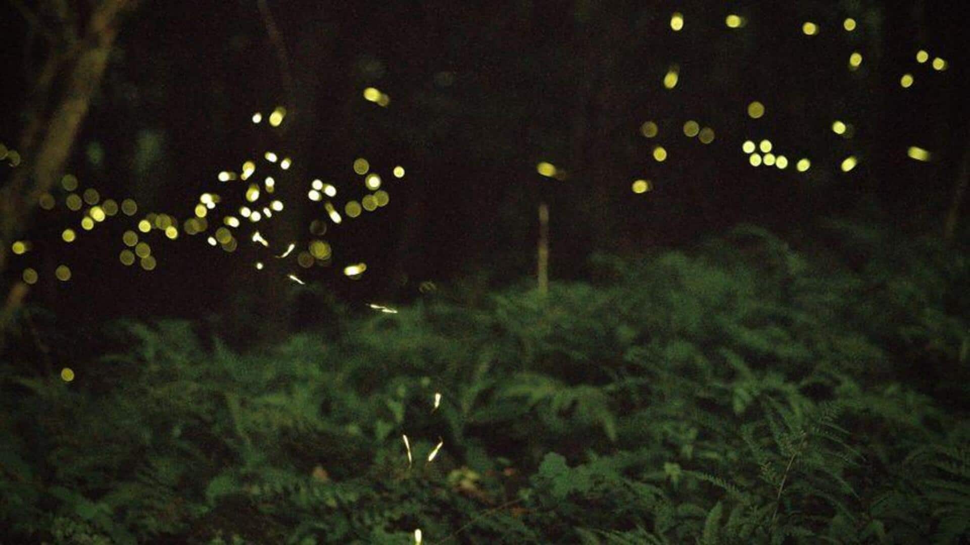 Organisme Bioluminesens dalam Penelitian Bidang Energi