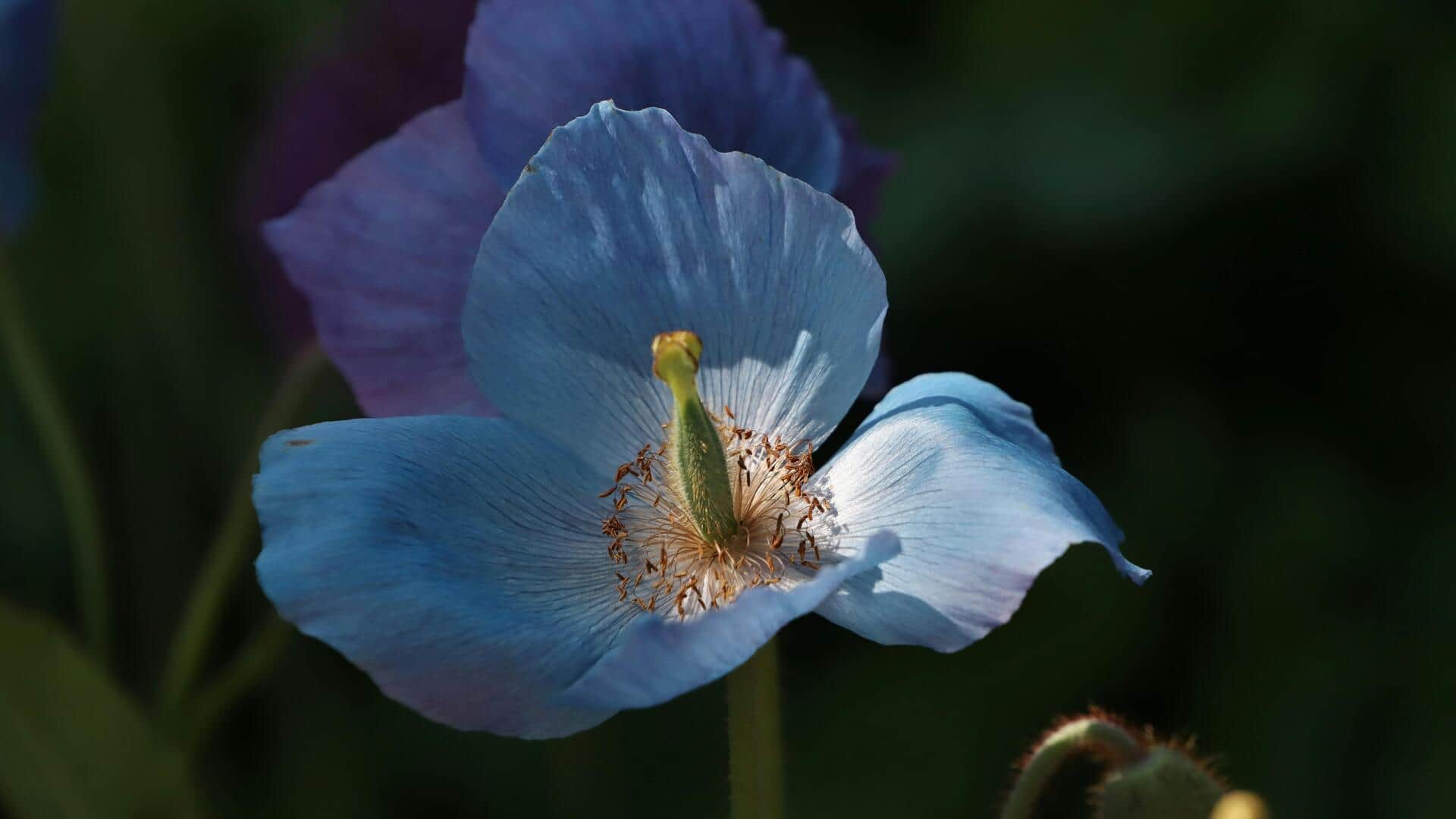Menumbuhkan Bunga Poppy Biru Himalaya di Taman Rumah Menumbuhkan Bunga Poppy Biru Himalaya di Taman Rumah
