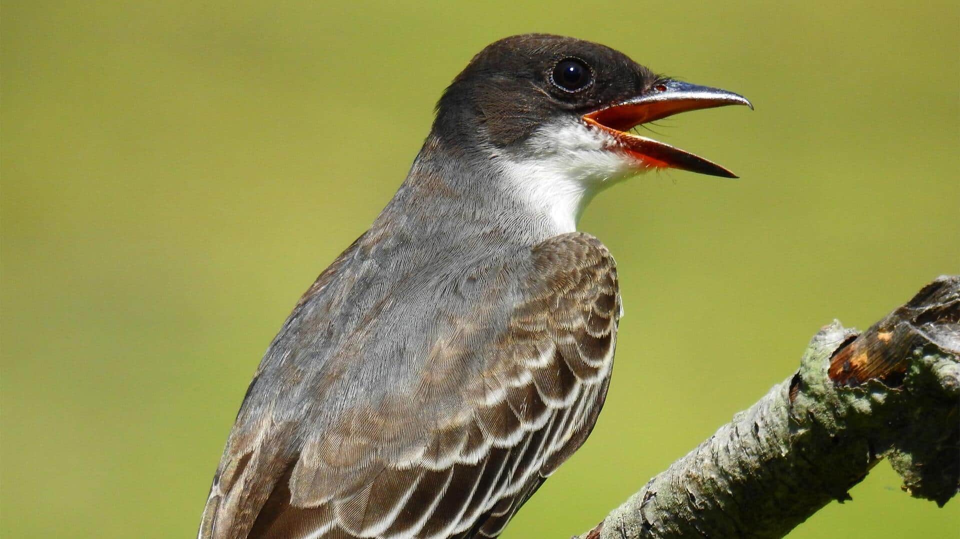 Memahami Komunikasi Kingbird yang Unik