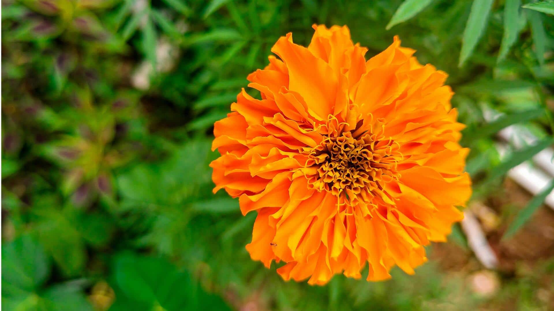 Lima Manfaat Bunga Marigold untuk Kebun Sayur Anda